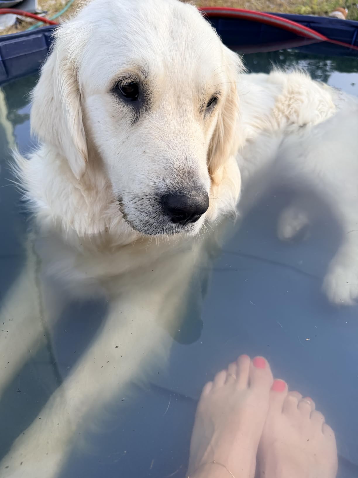 Jasonwell Foldable Dog Pet Bath Pool Collapsible Dog Pet Pool Bathing Tub Kiddie Pool Doggie Wading Pool for Puppy Small Medium Large Dogs Cats and Kids 48