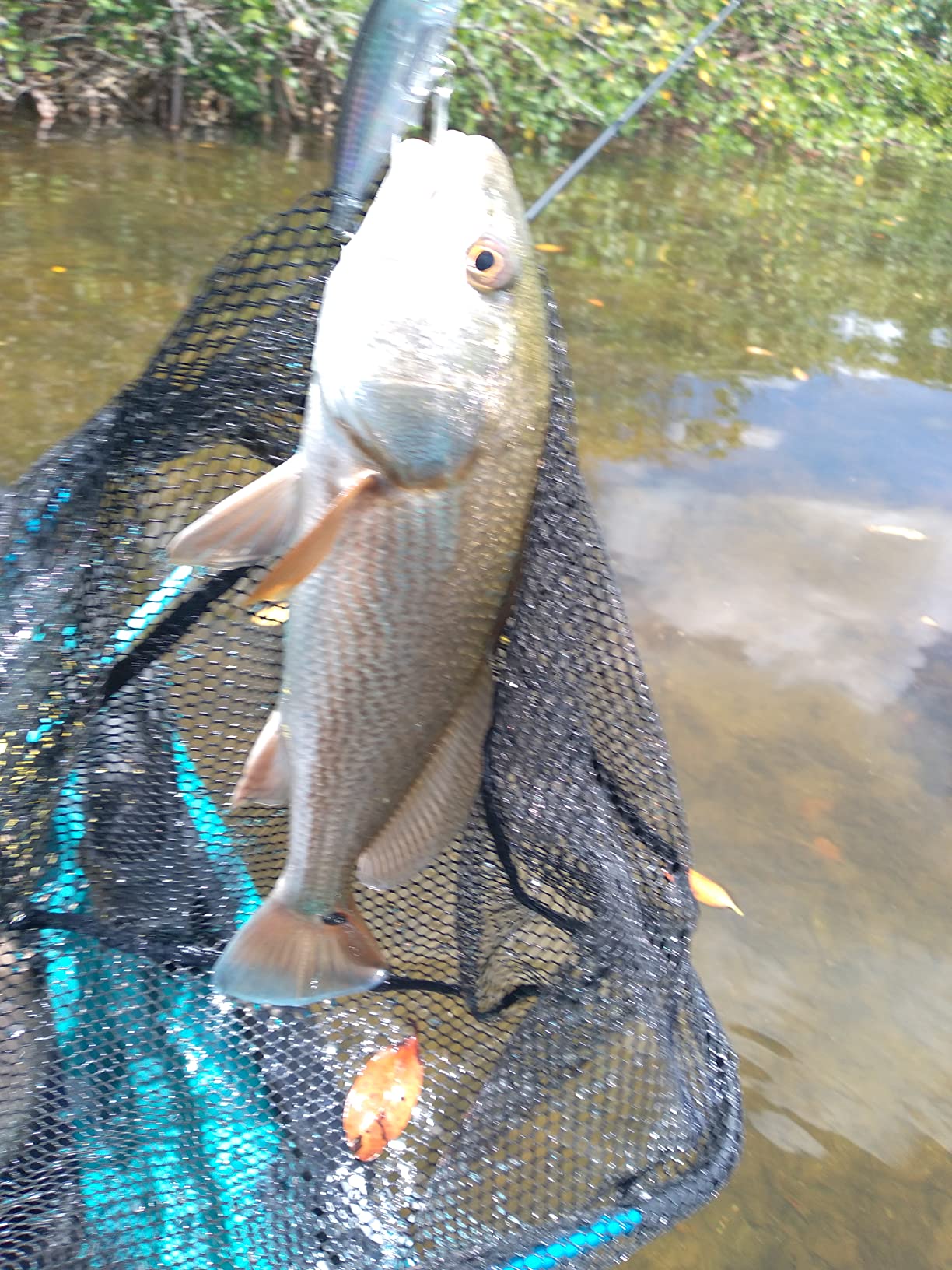 Duel Yo Zuri 3D Inshore Twitchbait Slow Sinking Lure customer photo 1