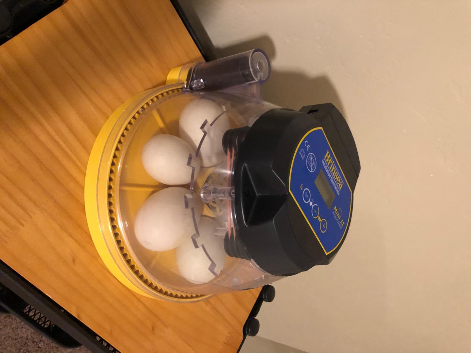 Brinsea Mini II Advance Incubator with Automatic Turner for Hatching 7 Eggs | 50+ years of expertise! Set-and-forget automatic incubator with digital countdown gives your eggs the best chance to hatch customer photo 2