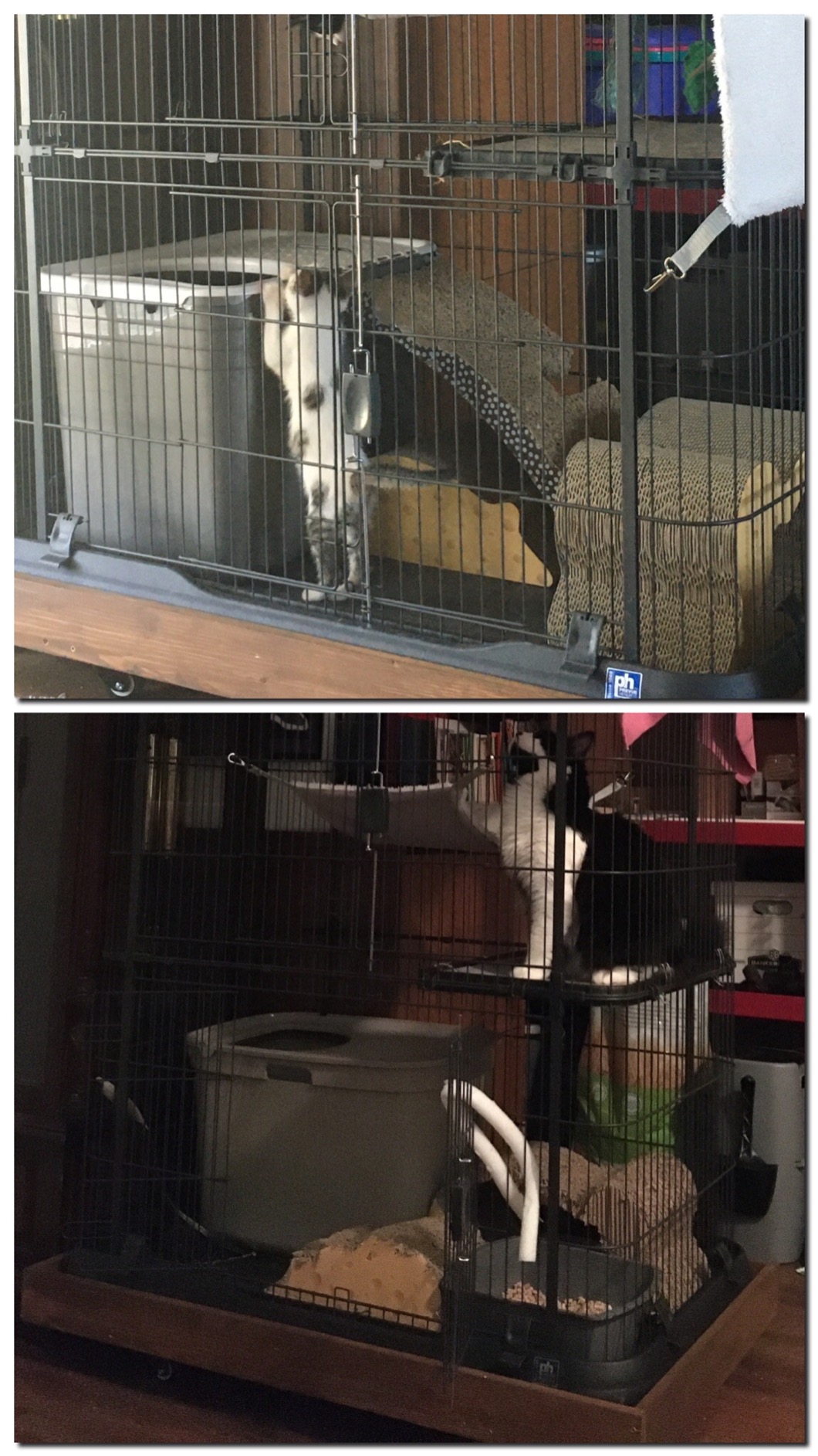 So Phresh by Petco Top-Entry Litter Box Tan 23.2