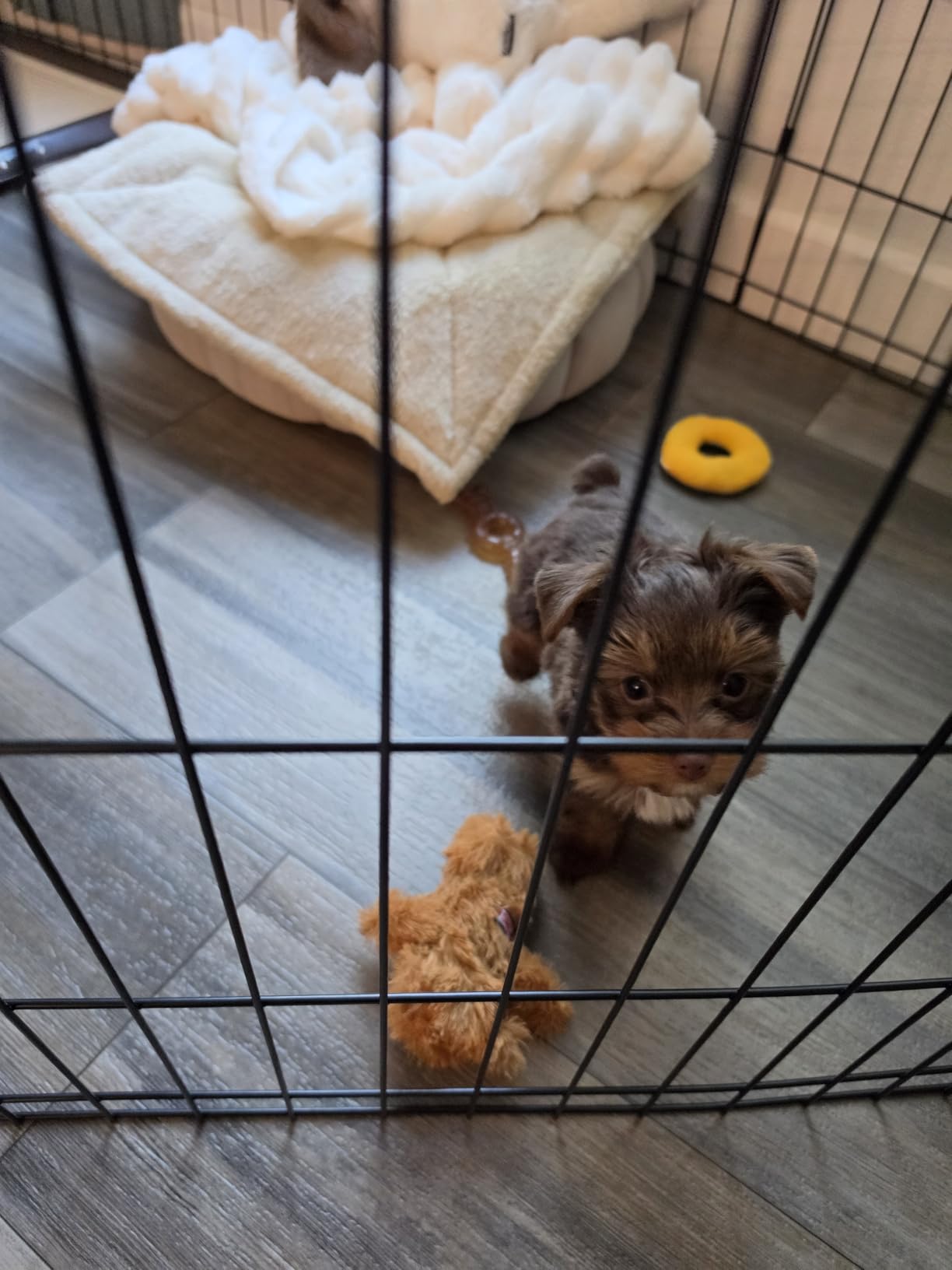 MidWest Homes for Pets 42-Inch Exercise Pen, for Indoor and Outdoor use, 16 Sq Feet of Play, Folding Dog Pen, No Door Design for Maximum Security, Easy to Set Up, Foldable Pet Playpen customer photo 2