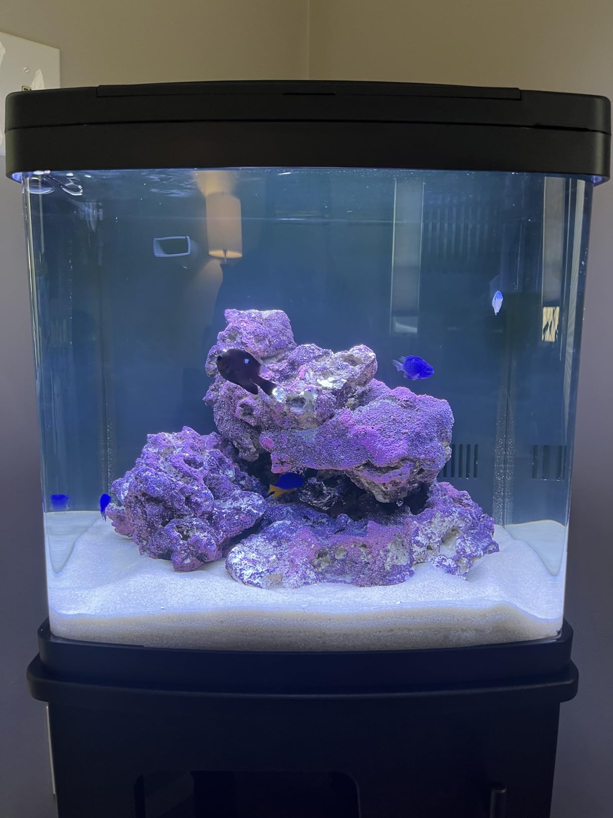 Coralife BioCube Aquarium Fish Tank Wood Stand For 32 Gallon Size customer photo 2