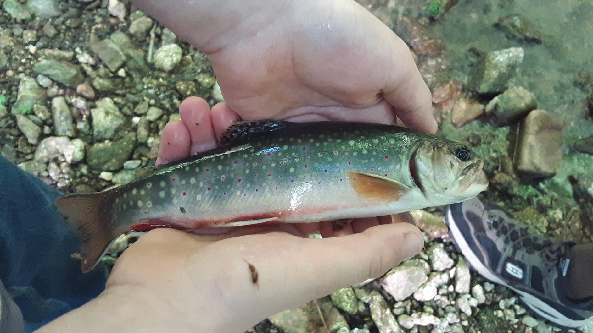 BASSDASH Fly Fishing Flies Kit Fly Assortment Trout Bass Fishing with Fly Box with Dry/Wet Flies, Nymphs, Streamers, Popper customer photo 1