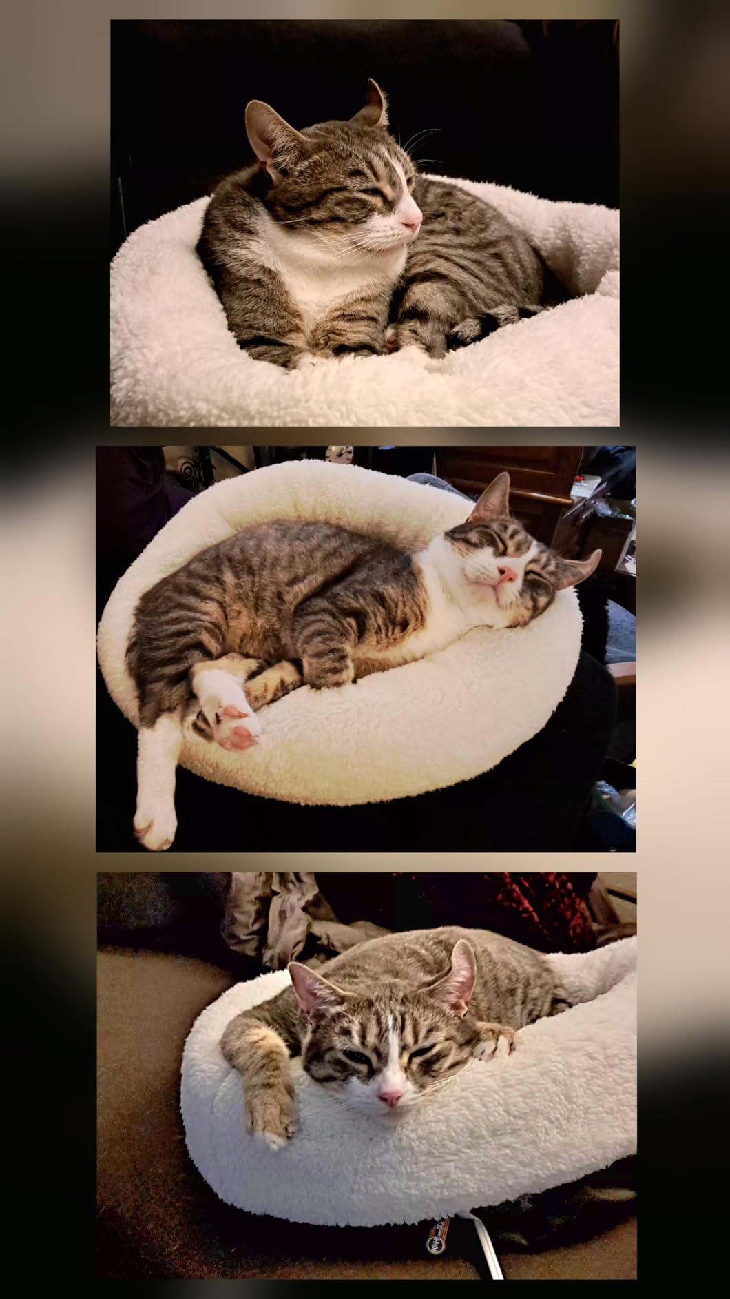 K&H Heated Cat Bed, Thermo-Snuggle Cup Bomber Indoor, Safety Listed, 18x14 | Removable Waterproof Cat Heating Pad, Soft Pet Bed for Large Indoor Cats and Small Dogs, Machine Washable, 4 W, Gray customer photo 1