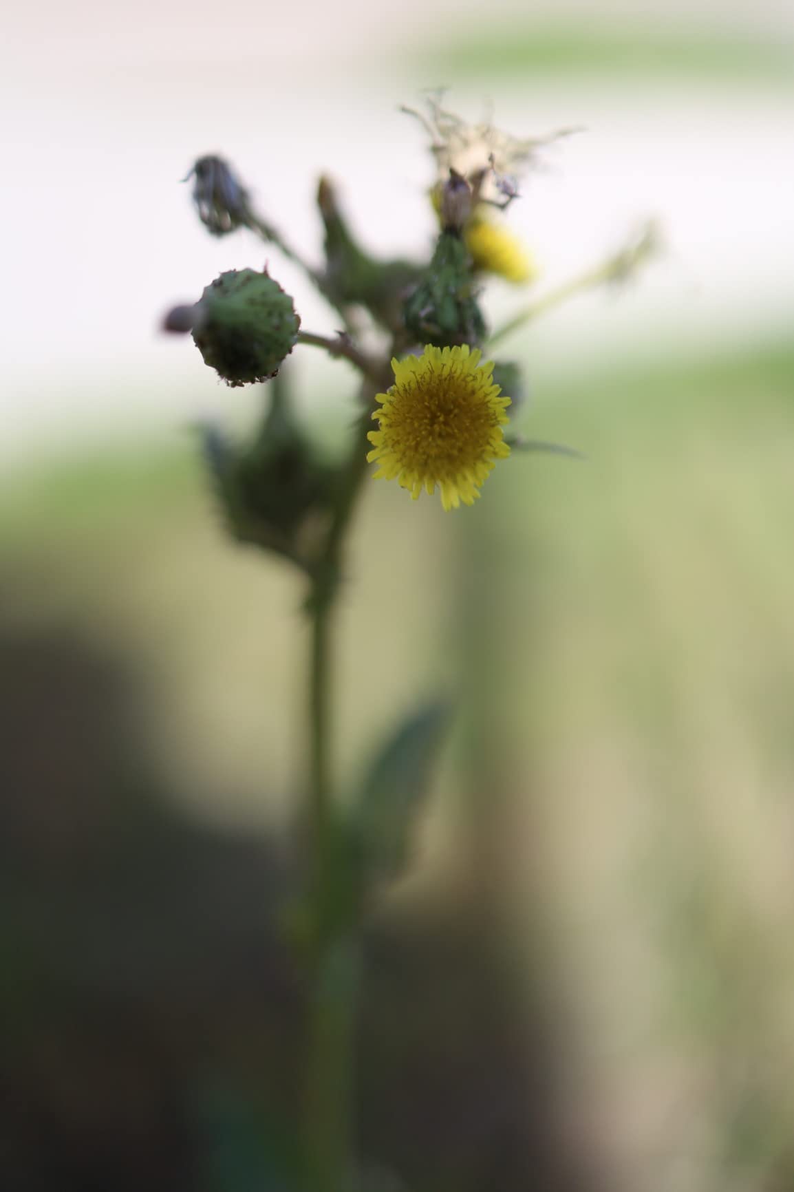 Canon RF35mm F1.8 is Macro STM Lens customer photo 2