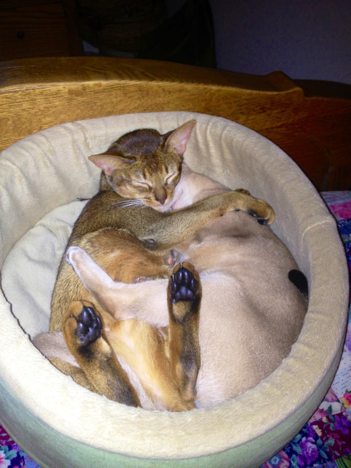 K&H Pet Products Thermo-Kitty Bed Heated Cat Beds for Indoor Cats & Dogs, Calming Warming Pillow Pet Bed, Machine Washable, Removable Heater, Safety Listed - Small 16