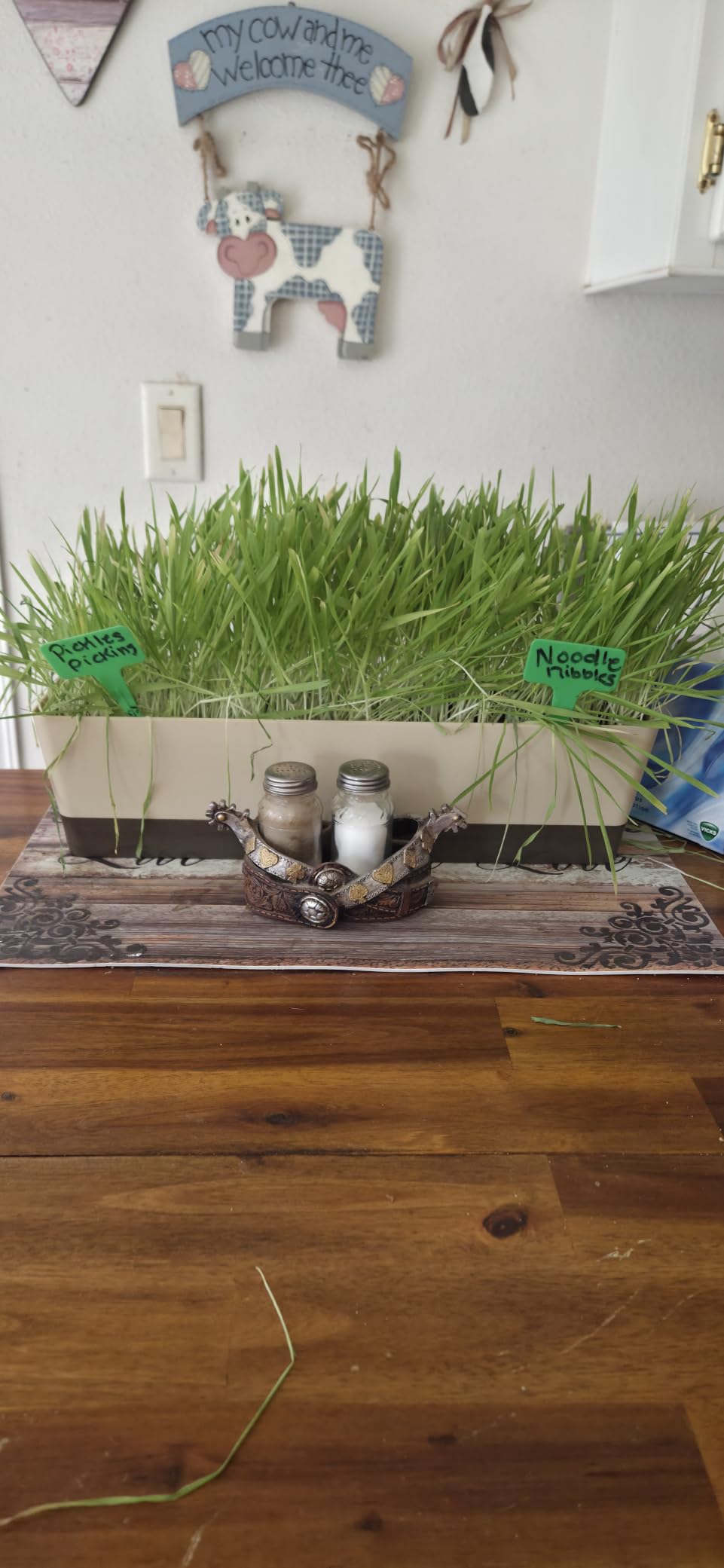 HOME GROWN 15 Herb Seed Variety Kit, 4,300+ Seeds, Culinary Herb Kit | High Germination, Heirloom, Non-GMO | 4,300+ Seeds | Indoor/Outdoor & Hydroponic | Culinary Herbs | Gardening Gift customer photo 1