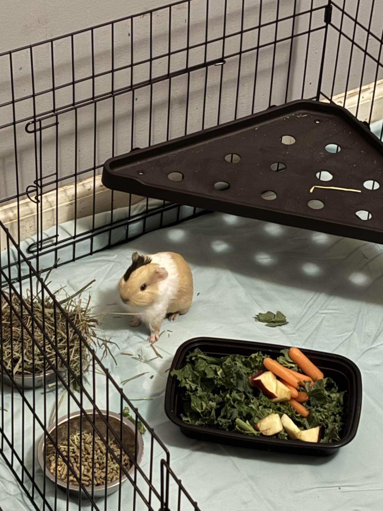 Amazon Basics Leakproof Canvas Bottom Guinea Pig Cage, Easy to Clean Small Animal Habitat with Divider Set, Indoor/Outdoor, Portable, No Tools Needed, 47.6