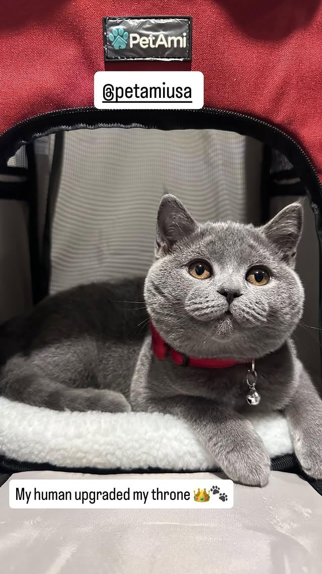 PetAmi Dog Backpack Carrier, Airline Approved 4-Way Entry Cat Backpack Carrier, Ventilated Mesh, Collapsible Pet Carrier for Small Puppy, Kitten, Hiking, Travel Car, Vet, up to 18 lbs, Purple customer photo 1