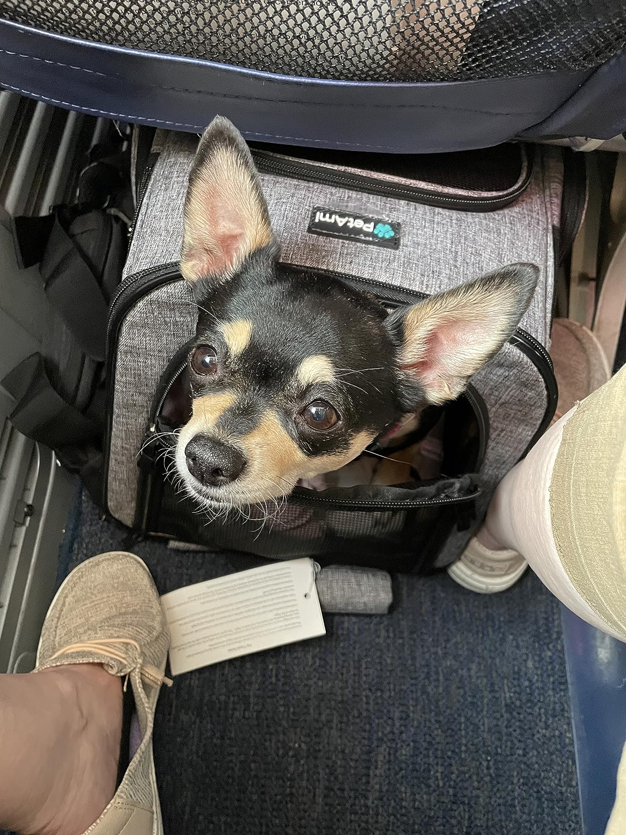 PetAmi Dog Backpack Carrier, Airline Approved 4-Way Entry Cat Backpack Carrier, Ventilated Mesh, Collapsible Pet Carrier for Small Puppy, Kitten, Hiking, Travel Car, Vet, up to 18 lbs, Purple customer photo 2