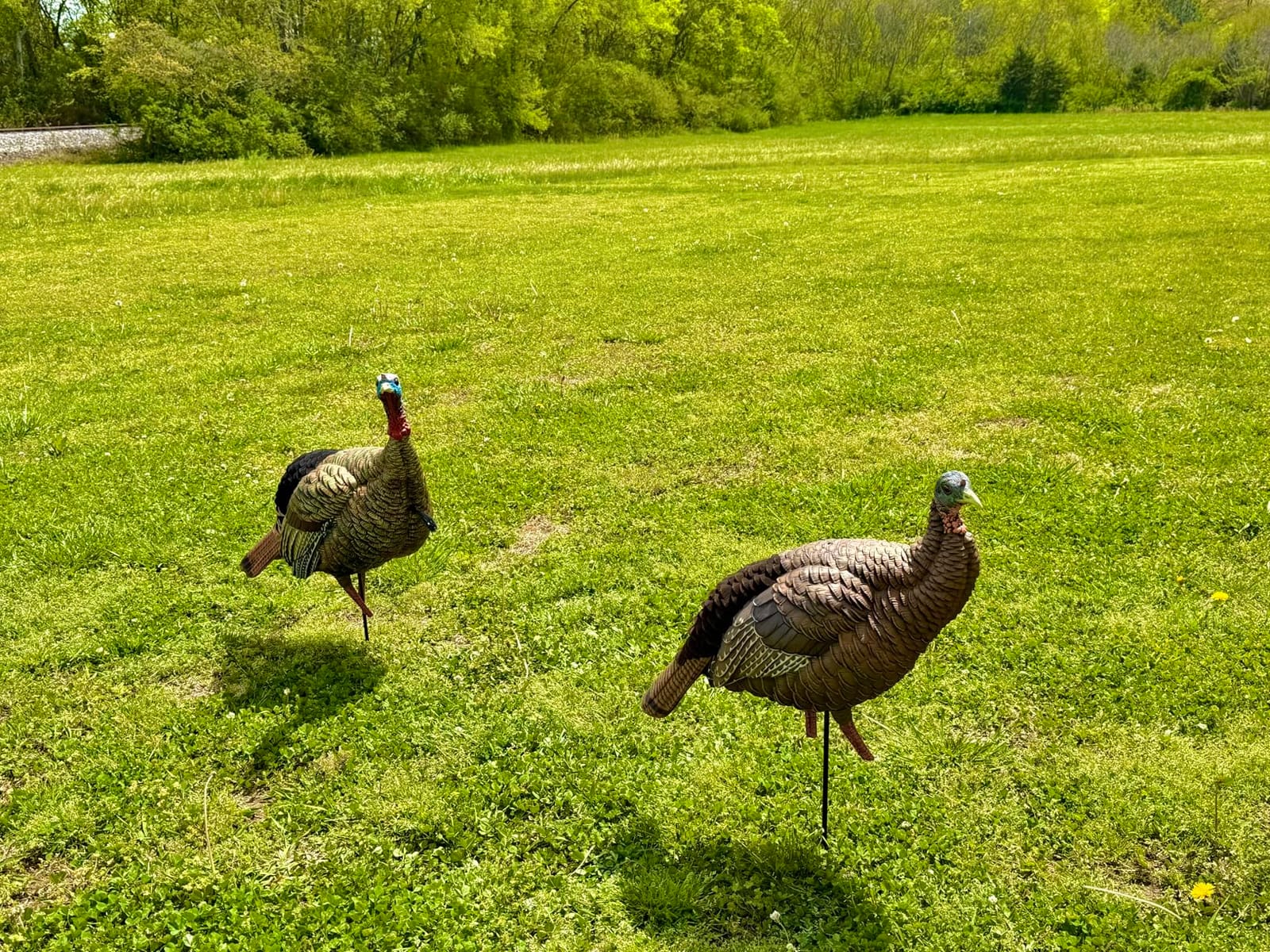 Avian-X HDR Jake Turkey Decoy with 2 Removable Heads, Mounting Stake & Carry Bag customer photo 1