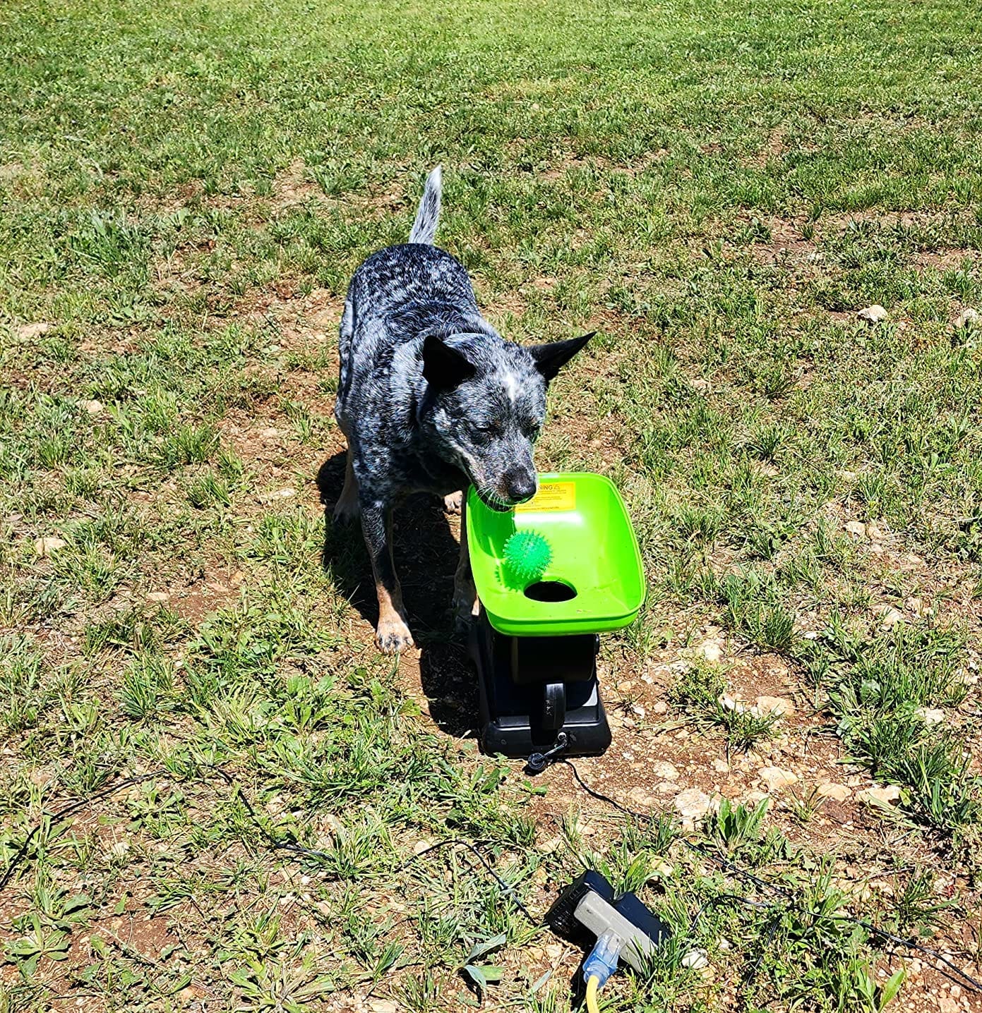 Franklin Pet Supply Ready Set Fetch Automatic Tennis Ball Launcher Dog Toy - Authentic Tennis Ball Thrower - Launches up to 40' - Interactive Pet Toy | Plug-In Power Adapter, No Batteries Required, Adjustable Throw Distance, Audible Safety Alert, Great For Large + Medium Dogs customer photo 1