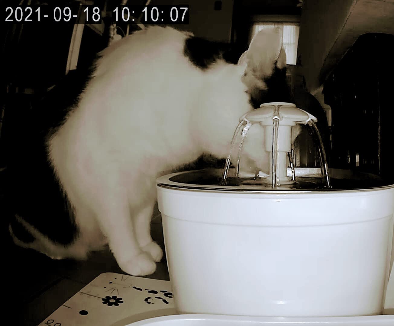 Veken Cat Water Fountain Stainless Steel Lid 81oz/2.4L-3 Filters | Pet Fountain with 3 Carbon Filters, 1 Mat, Quiet pump, LED Water Level Window customer photo 2