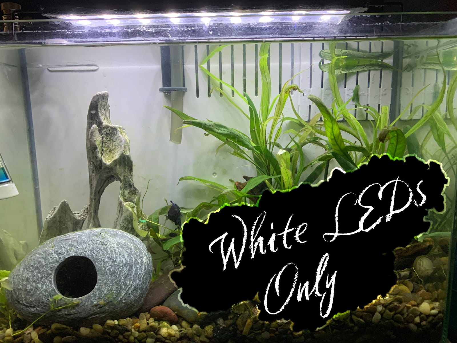hygger 14W Full Spectrum Aquarium Light with Aluminum Alloy Shell Extendable Brackets, White Blue Red LEDs, External Controller, for Freshwater Fish Tank (18-24 inch) customer photo 1