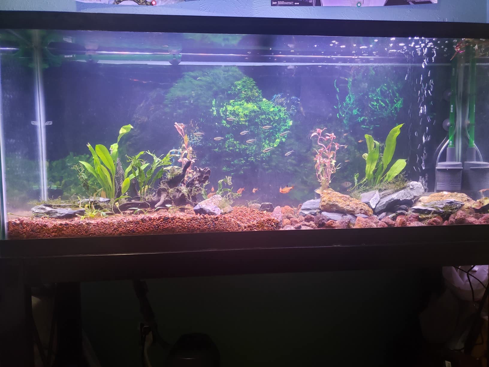 hygger 14W Full Spectrum Aquarium Light with Aluminum Alloy Shell Extendable Brackets, White Blue Red LEDs, External Controller, for Freshwater Fish Tank (18-24 inch) customer photo 2