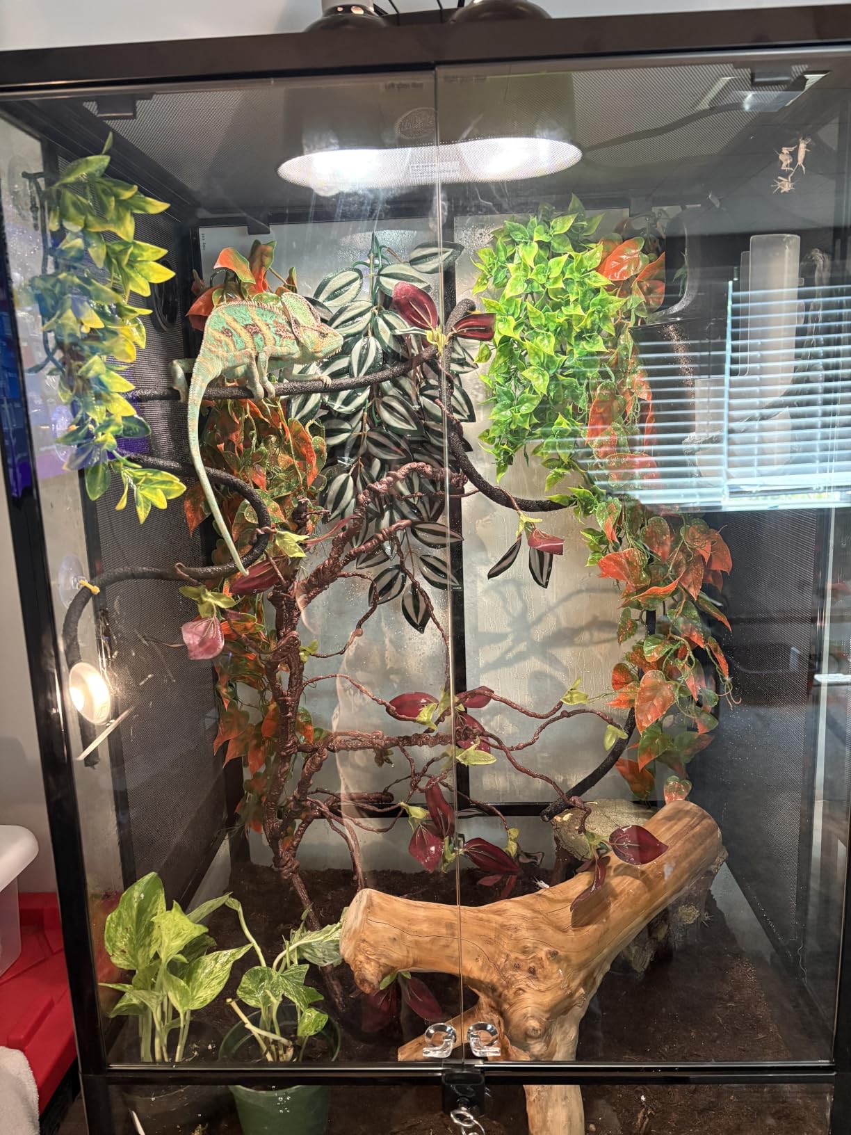 REPTI ZOO 24