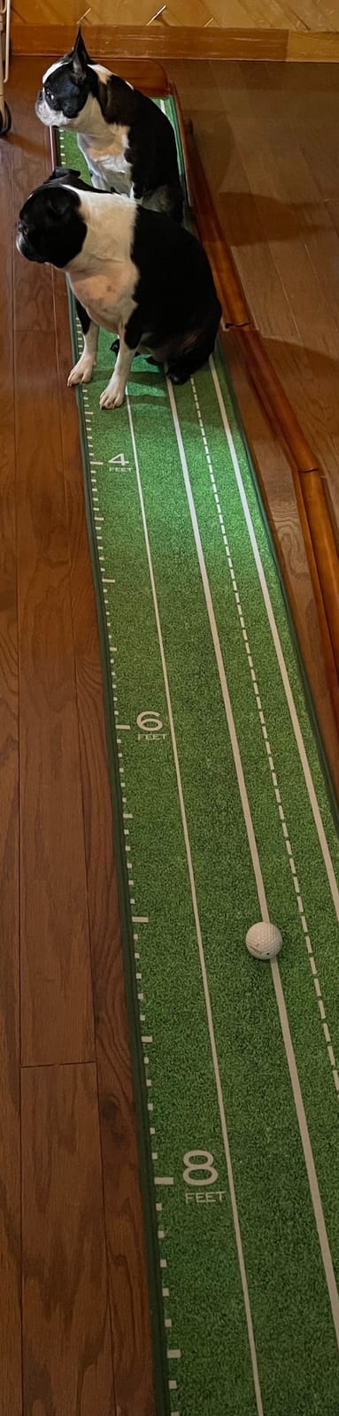 Perfect Practice Putting Mat & Golf Chipping Net - Indoor Golf Training Aid customer photo 1