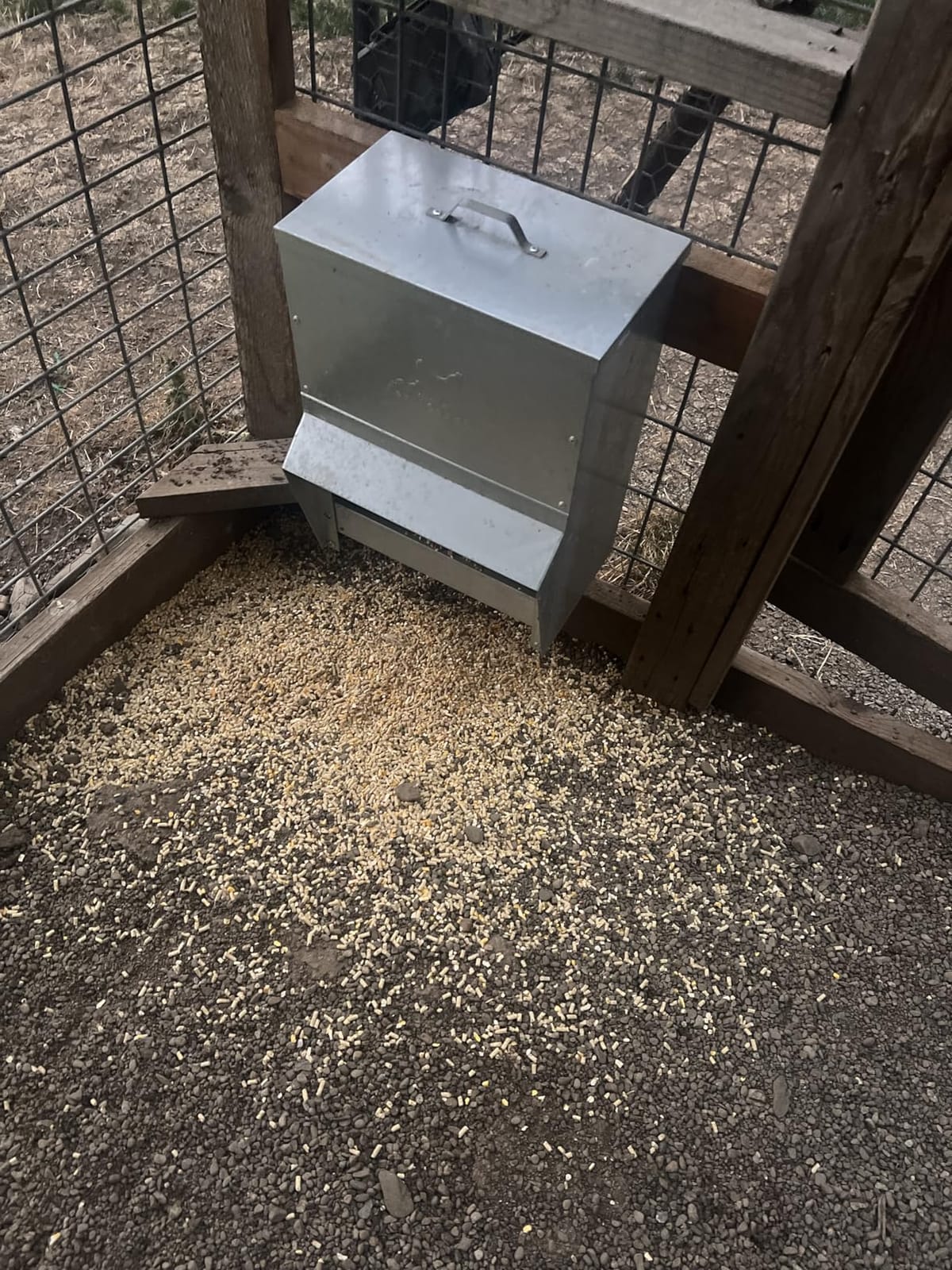 RentACoop 50lb Gravity-Fed Metal Trough Feeder with Lid & Rain Cover customer photo 2