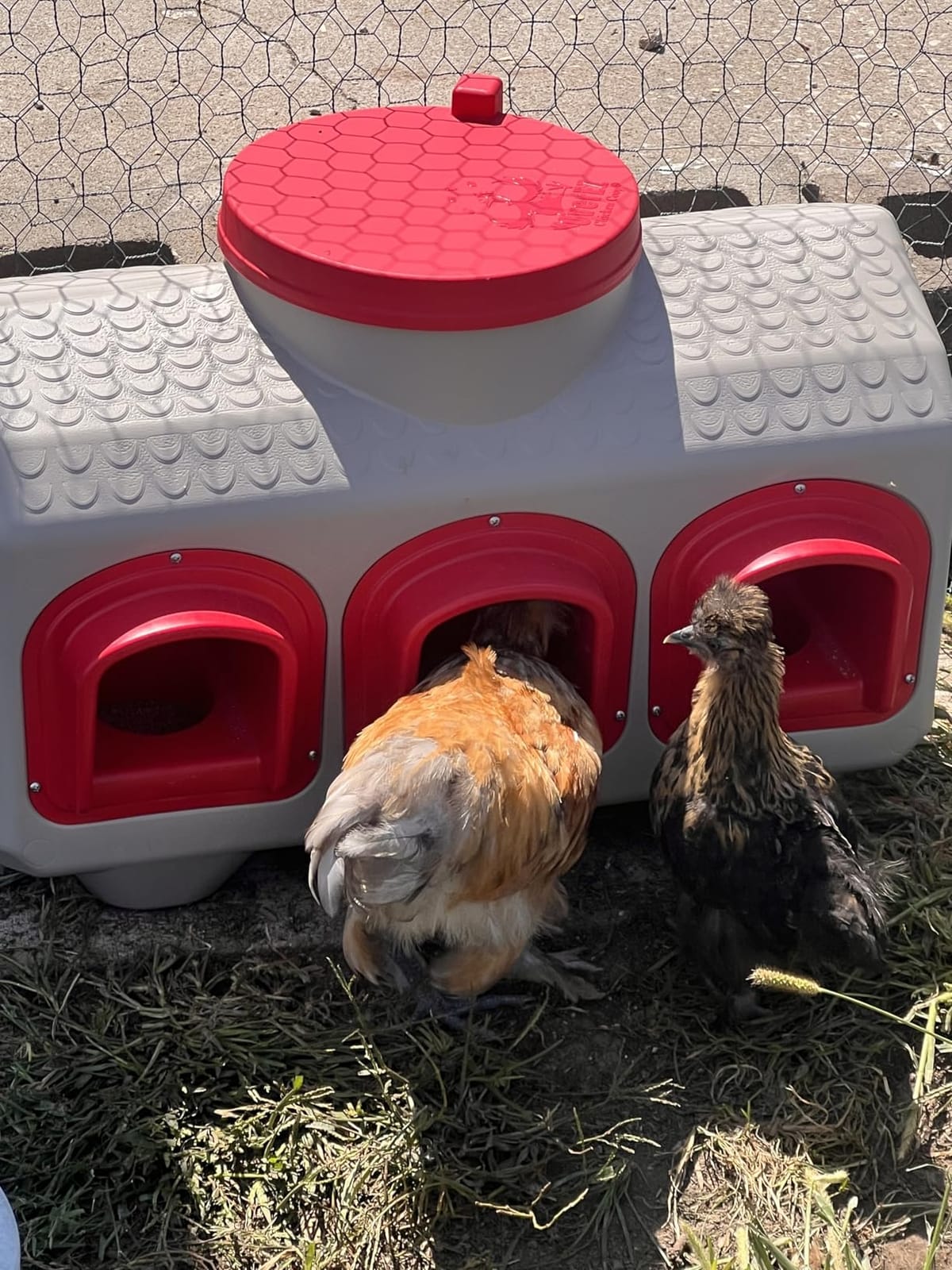OverEZ Chicken Feeder - Holds 50 Pounds of Feed - Inside or Outside Hen Coop - Large Gravity Fed Automatic Poultry Dispenser - No Waste Rainproof Design customer photo 1