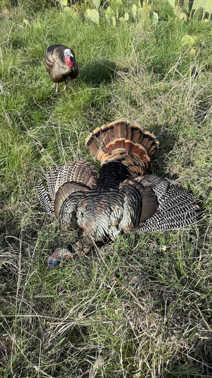 Avian-X HDR Hen Turkey Decoy with 2 Removable Heads, Carry Bag & Integrated Stake, AVX8106 customer photo 1