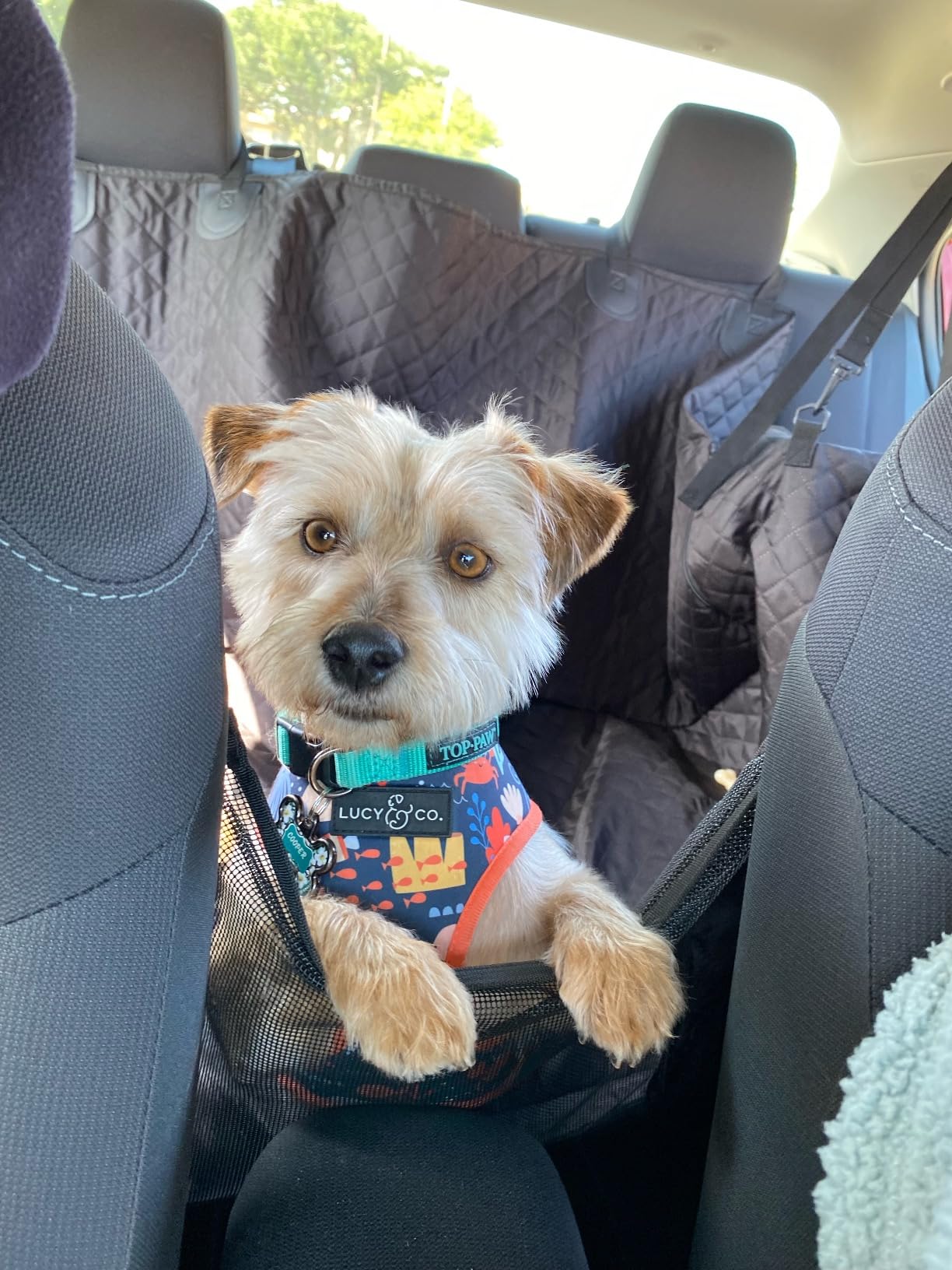 Vailge Dog Car Seat Cover for Back Seat, 100% Waterproof Back Seat Pet Cover for Dogs with Mesh Window, Scratch Prevent Antinslip Dog Hammock for Car customer photo 1