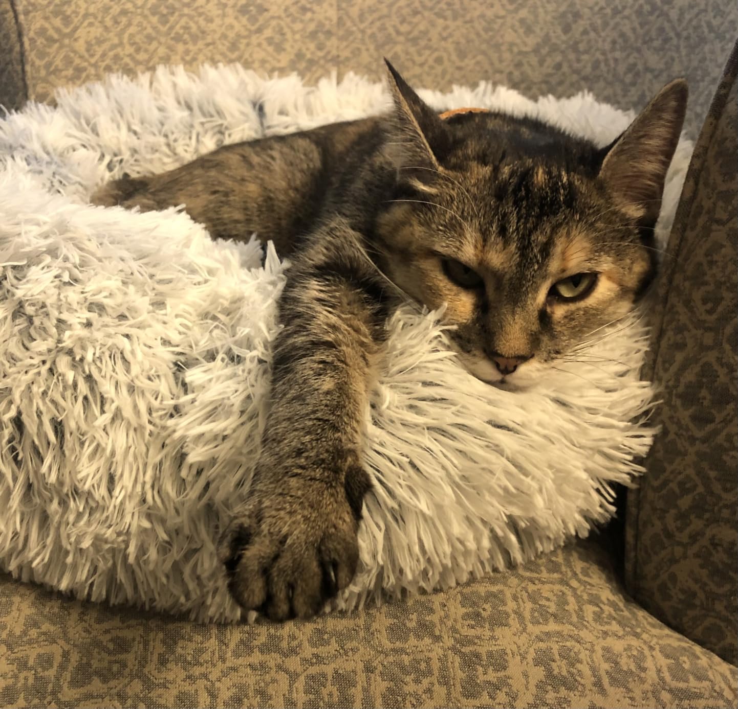 Love's cabin Calming Cat Bed for Indoor Cats, Anti-Anxiety Donut Round Dog Bed, Fluffy Faux Fur Washable Pet Bed for Small Medium Dogs and Cats, Grey, 20in customer photo 2