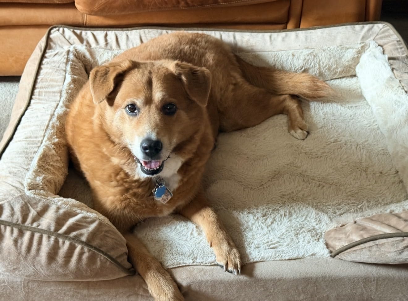 FurHaven Cooling Gel Dog Bed for Large Dogs, Perfect Comfort Sofa Bed with Cool Gel-Top Foam with a Solid Orthopedic Foam Base for Joint Support, Washable Cover, Jumbo XL, Plush & Velvet, Granite Gray customer photo 1