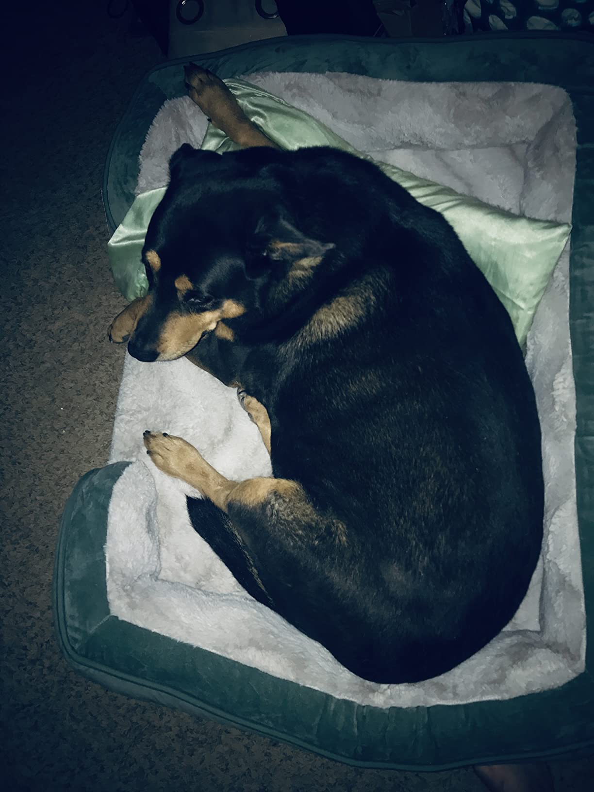 FurHaven Cooling Gel Dog Bed for Large Dogs, Perfect Comfort Sofa Bed with Cool Gel-Top Foam with a Solid Orthopedic Foam Base for Joint Support, Washable Cover, Jumbo XL, Plush & Velvet, Granite Gray customer photo 2