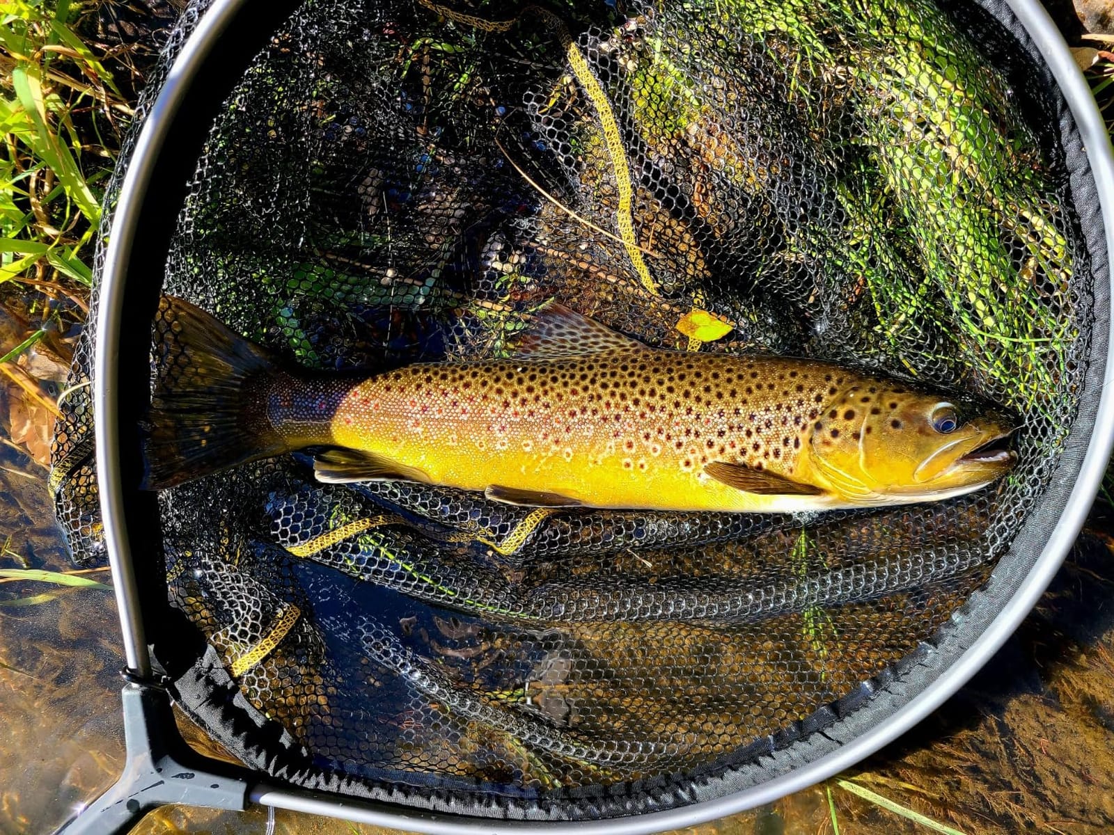 Frabill Floating Trout Net customer photo 1