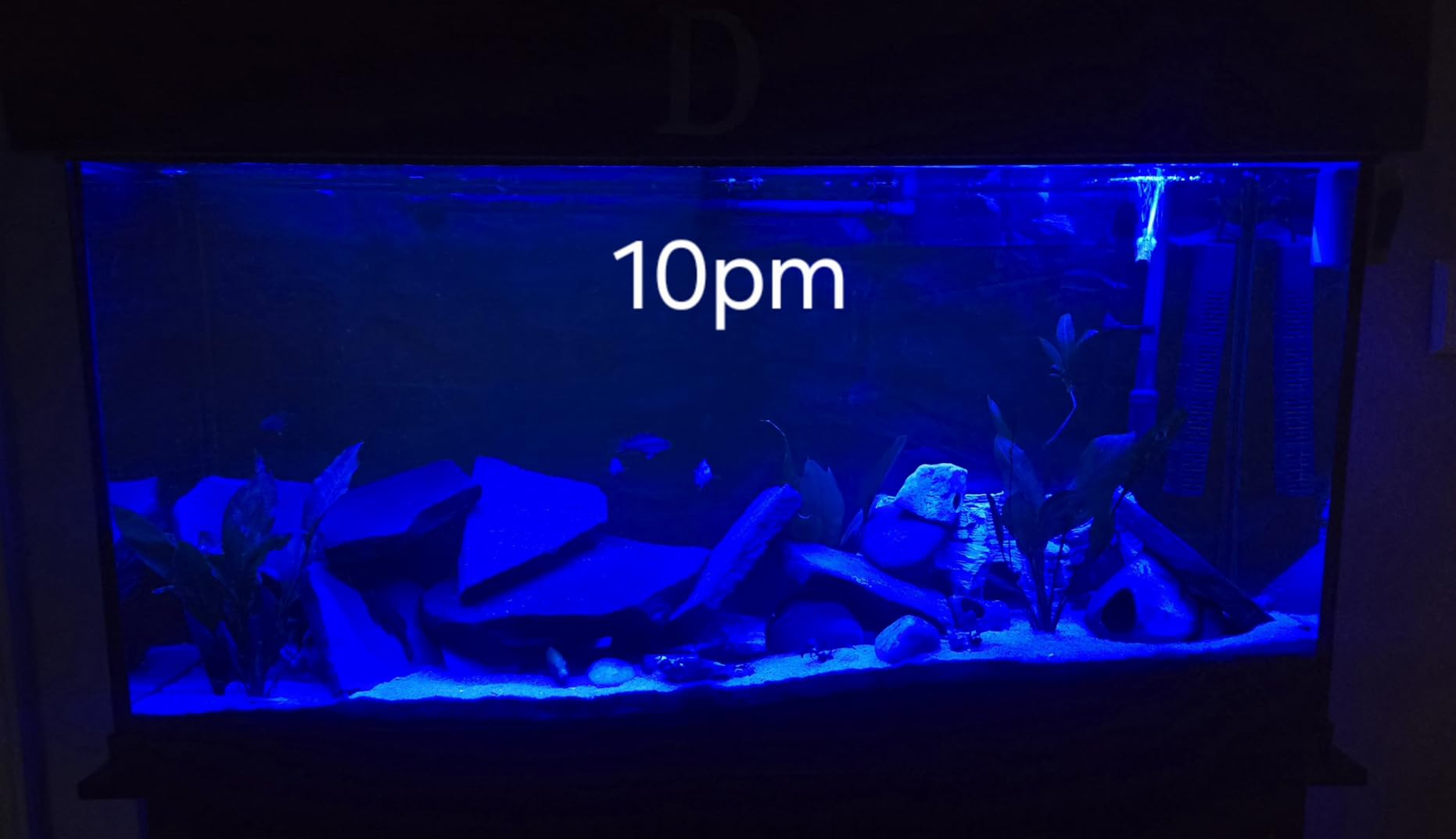 hygger 42W 24/7 Lighting Aquarium LED Light, Sunrise-Daylight-Moonlight Mode and DIY Mode, Timer Adjustable Brightness Fish Tank Light with Extendable Bracket 7 Colors for Planted Tank customer photo 2