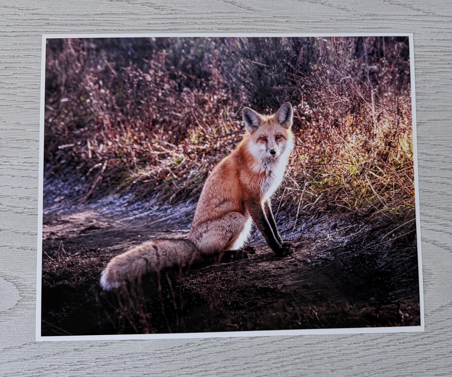 Epson EcoTank Photo ET-8550 Wireless Wide-Format All-in-One Tank Printer | Cartridge-free 6-color wide-format photo print, scan, copy; up to 16 ppm, 13 x 19 in. customer photo 2