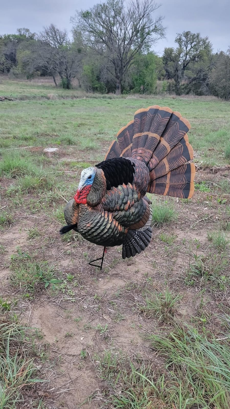 AVIAN-X HDR Strutter Turkey Decoy with 2 Removable Heads & Wings, Beard, Adjustable Tail Fan, Mounting Stake & Carry Bag customer photo 1