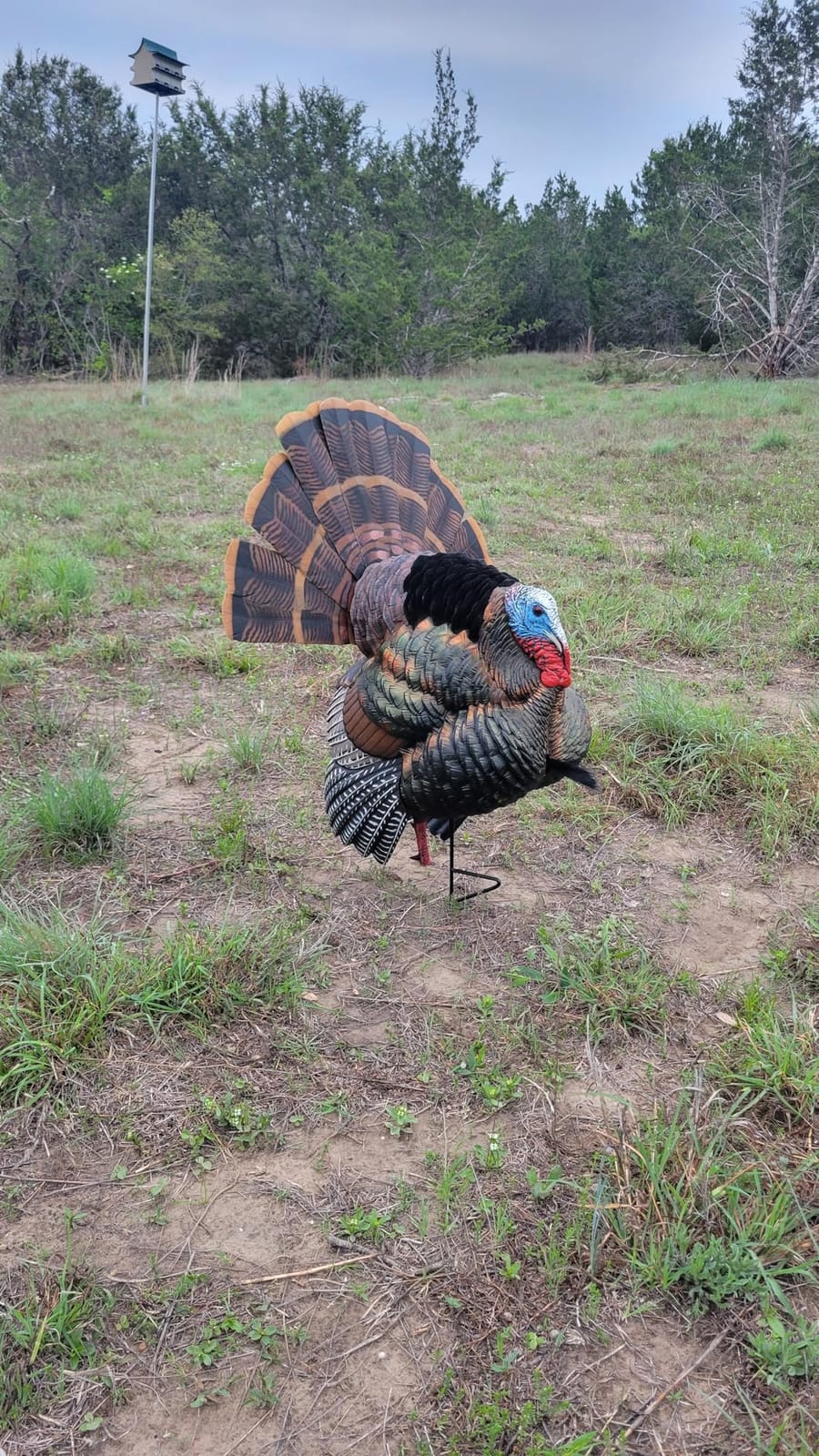 AVIAN-X HDR Strutter Turkey Decoy with 2 Removable Heads & Wings, Beard, Adjustable Tail Fan, Mounting Stake & Carry Bag customer photo 2