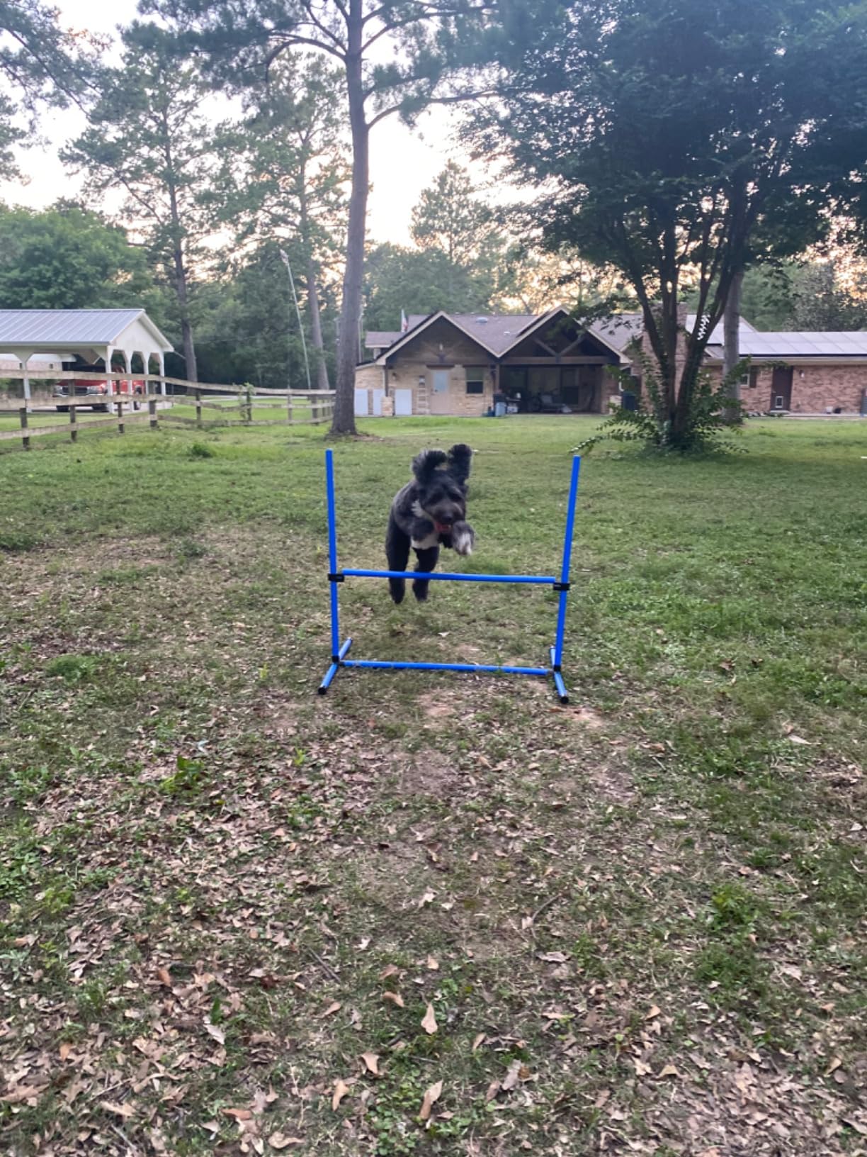 PawHut 4 Piece Dog Agility Training Equipment for Dog Agility Course Blue | Adjustable Height Jump Bars, Included Carry Bag, Displacing Top Bar customer photo 1