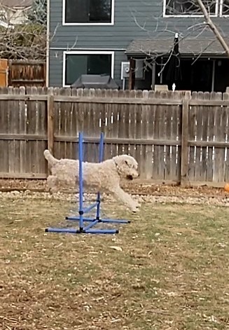 PawHut 4 Piece Dog Agility Training Equipment for Dog Agility Course Blue | Adjustable Height Jump Bars, Included Carry Bag, Displacing Top Bar customer photo 2