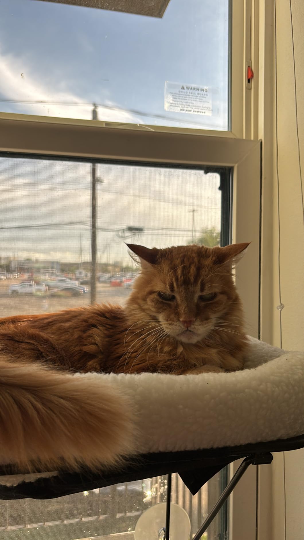 Zakkart Cat Window Perch - 100% Metal Supported from Below - Comes with Warm Spacious Pet Bed - Cat Window Hammock for Large Cats & Kittens - for Sunbathing, Napping & Overlooking (White) customer photo 1