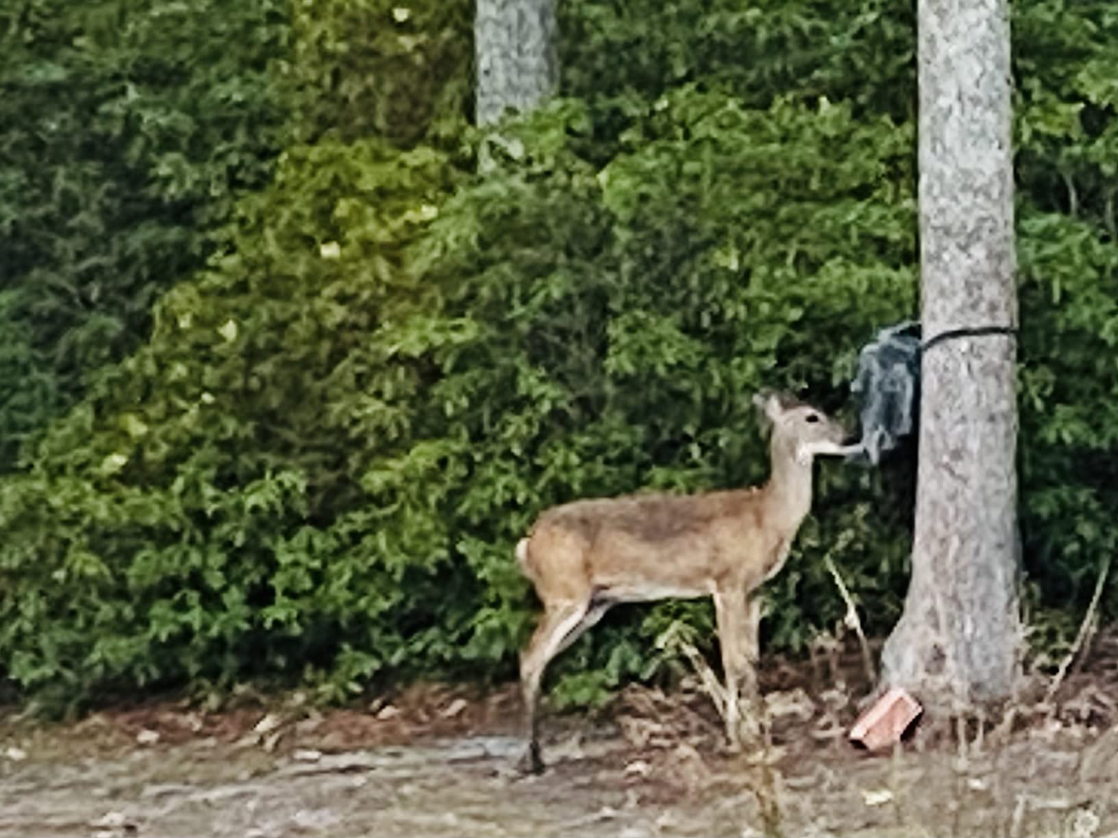 Moultrie Gravity Tripod Feeder, Choose Model customer photo 1