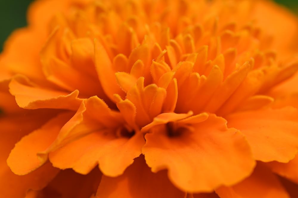 Nikon NIKKOR Z MC 105mm f/2.8 VR S Macro Lens customer photo 1
