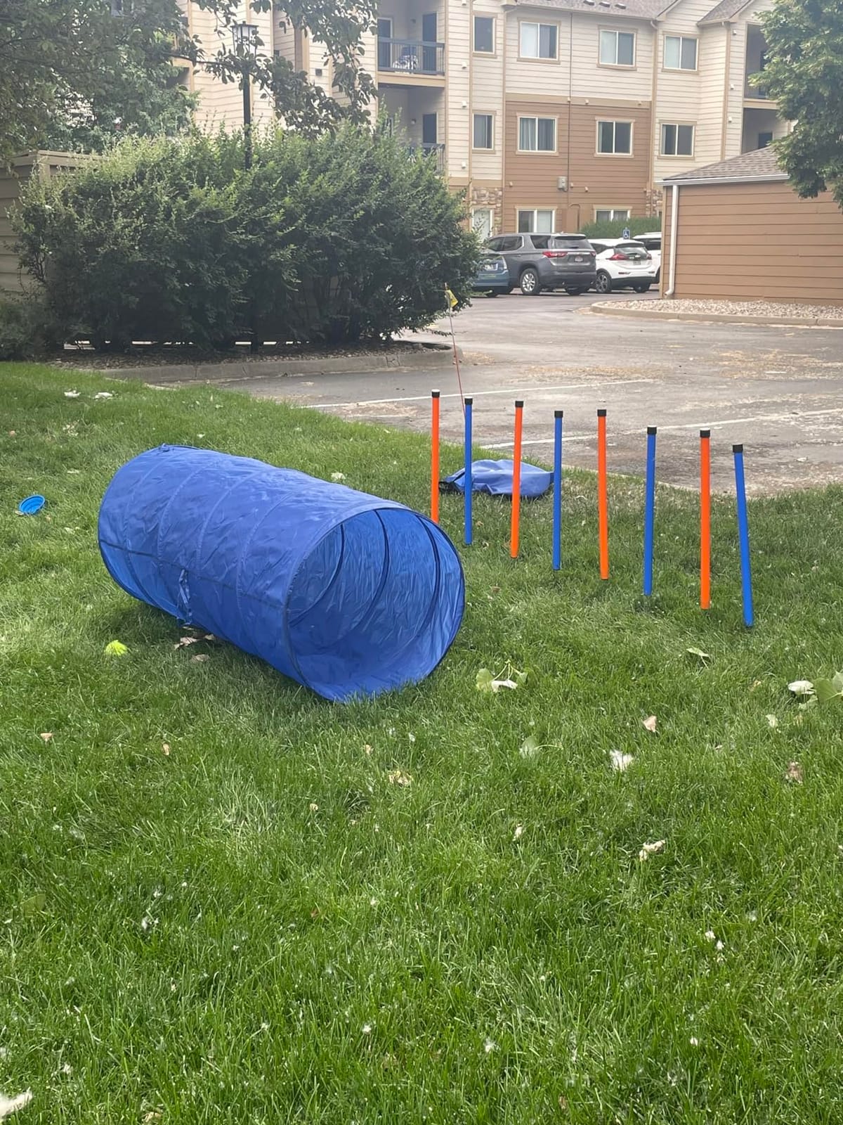 Dog Agility Training Equipment, 60-piece Dog Obstacle Course Training Starter Kit Pet Outdoor Game with Tunnel, Agility Hurdle, Weave Poles, Jump Ring, Pause Box, Toy Balls and Storage Bag customer photo 2