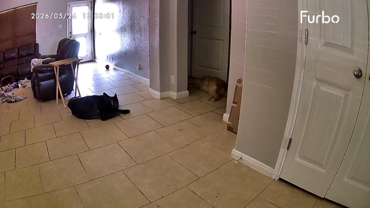 Furbo 360° Dog Camera [No Monthly Fee] | 360° Rotating Live View, Barking Alerts, Treat Toss, 2-Way Audio, Night Vision, Smart Home Puppy Monitoring customer photo 2