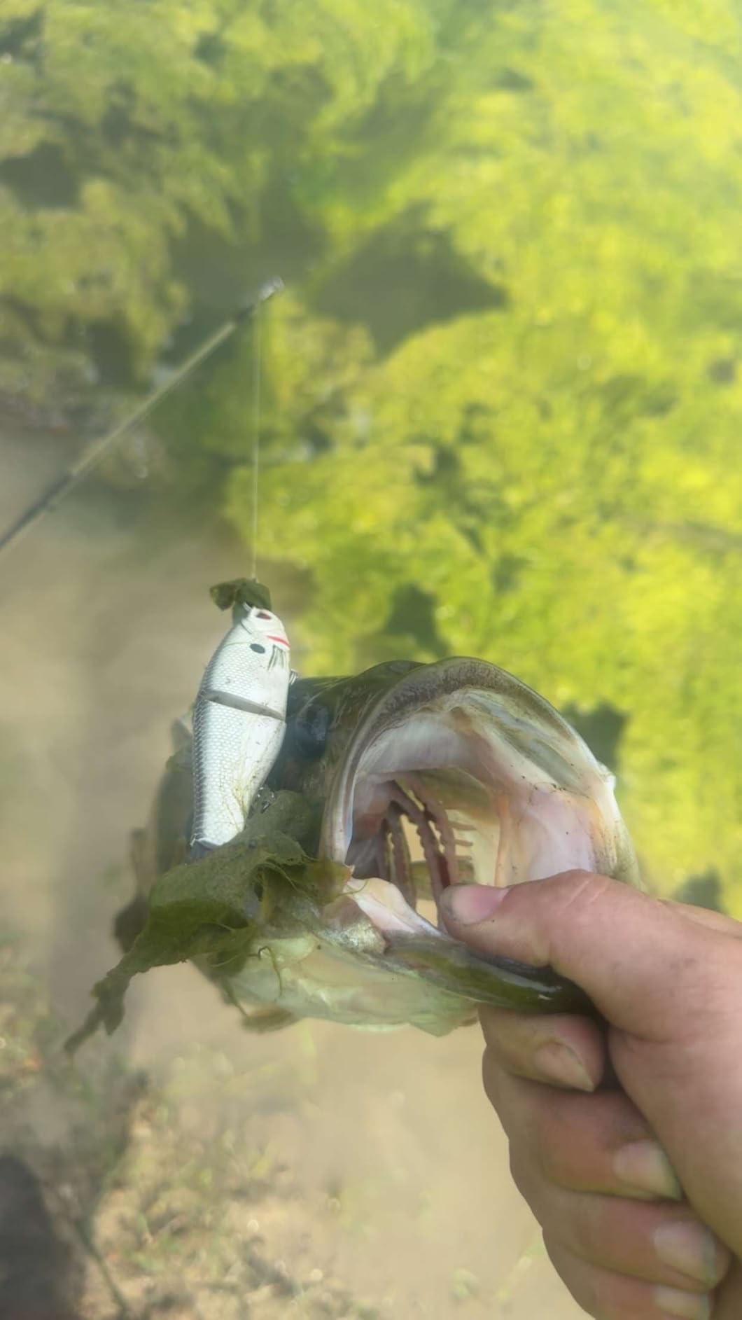Bassdash SwimShad Glide Baits Jointed Swimbait Bass Pike Salmon Trout Muskie Fishing Lure customer photo 1