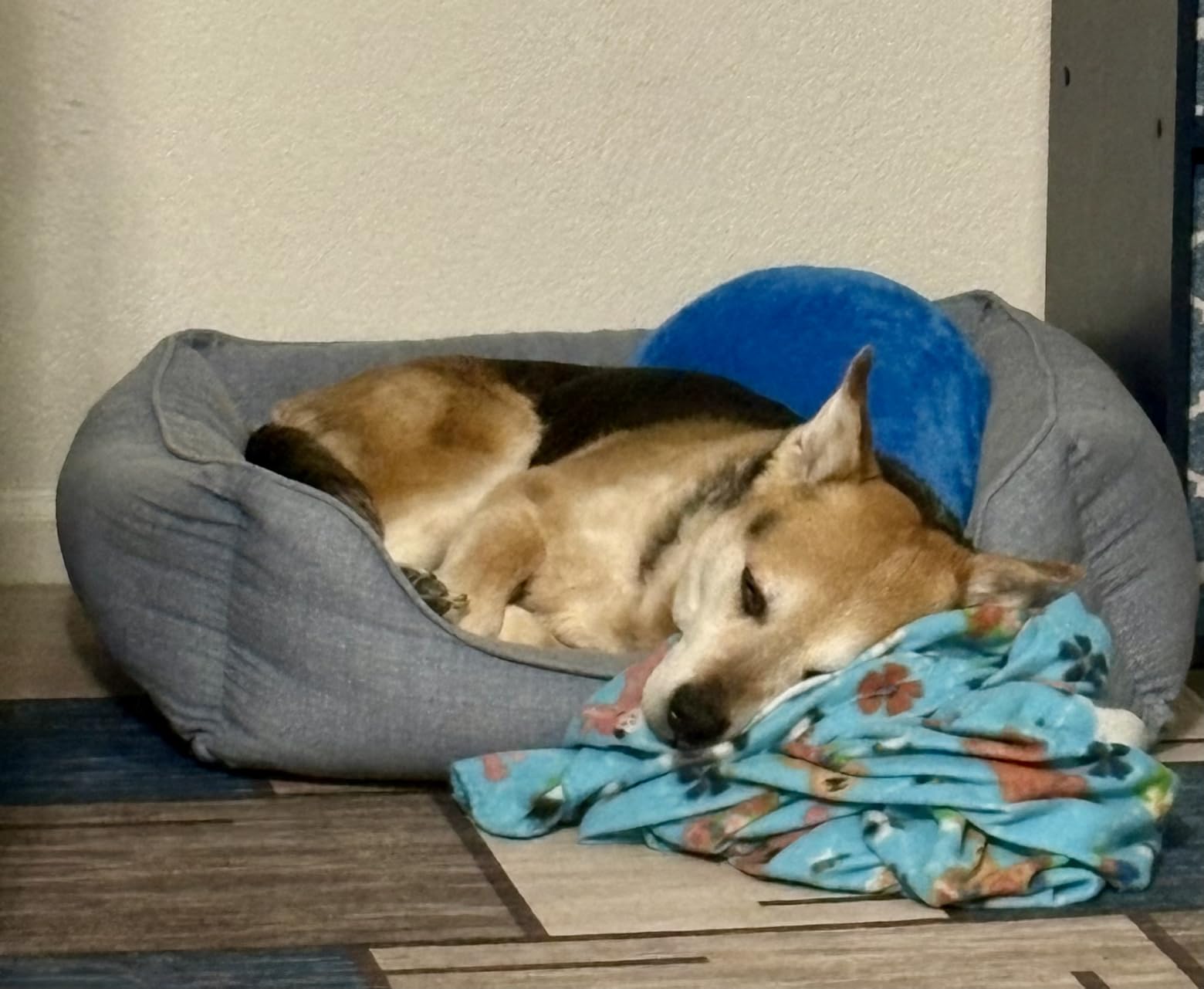 Cooling Dog Bed for Large Medium Small Dogs, Breathable Dog Cooling Mat with Self Cooling Ice Silk Fabric, Washable Summer Pet Bed for Indoor Outdoor, Blue Medium customer photo 1