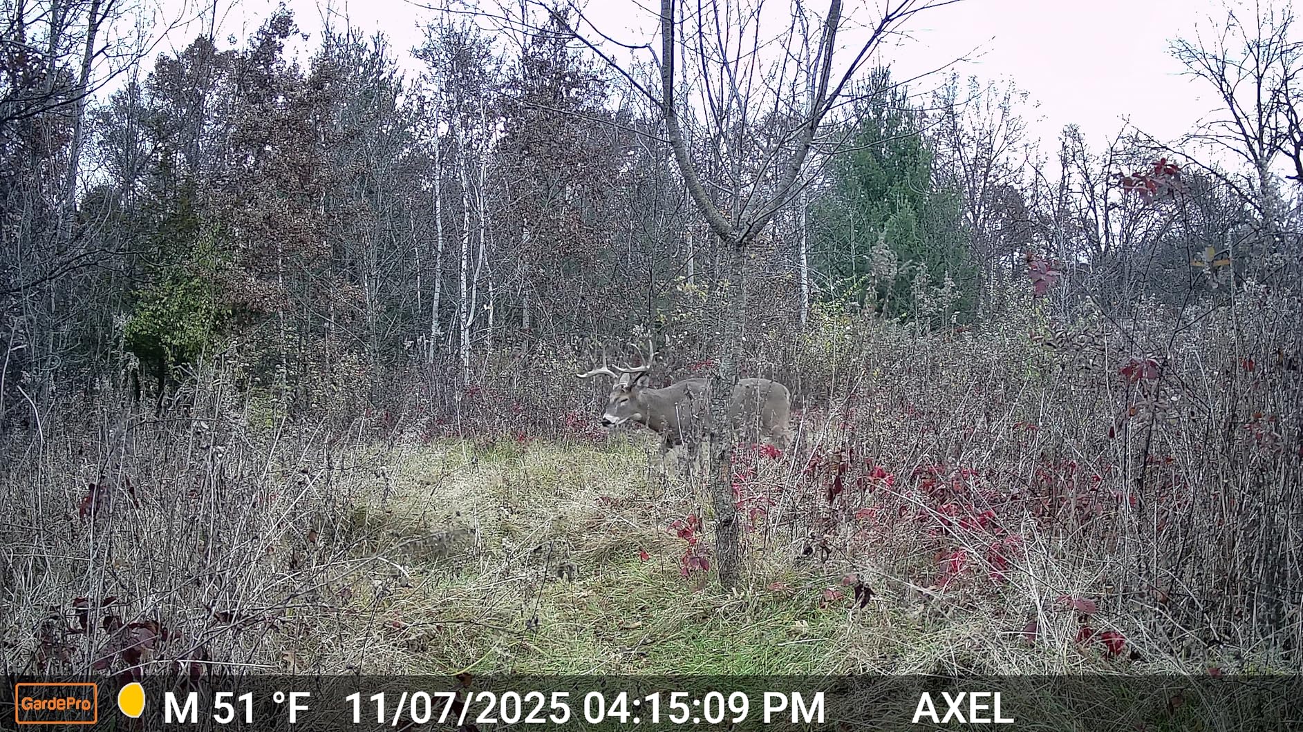 GardePro E5S Trail Camera (Non-Cellular, Non-WiFi), 64MP Photo & 1296P HD Video, 0.1s Trigger, 100ft No-Glow Night Vision, Motion Activated Wildlife Camera customer photo 1