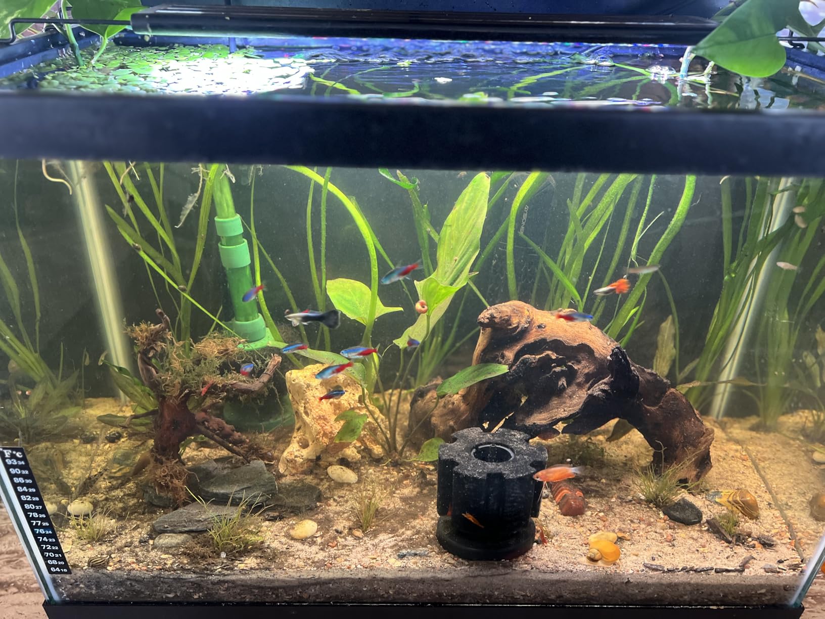 SEAOURA LED Aquarium Light for Plants & Fish Tank with Timer, 48-54 Inch | WRGBP Full Spectrum Aquarium Plant Light for Freshwater Tank, 10 Dimmer, Extend Brackets, Daylight, Moonlight, Auto On/Off customer photo 2