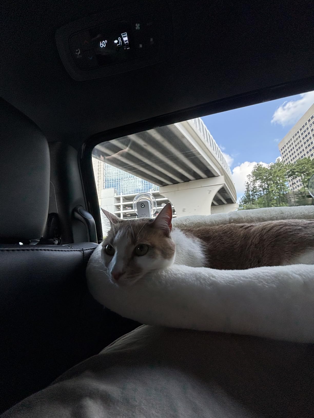 AMOSIJOY Cordless Cat Window Perch, Window Hammock for Cats with 4 Strong Suction Cups, Solid Metal Frame and Soft Cover, Indoor Cat Bed customer photo 1
