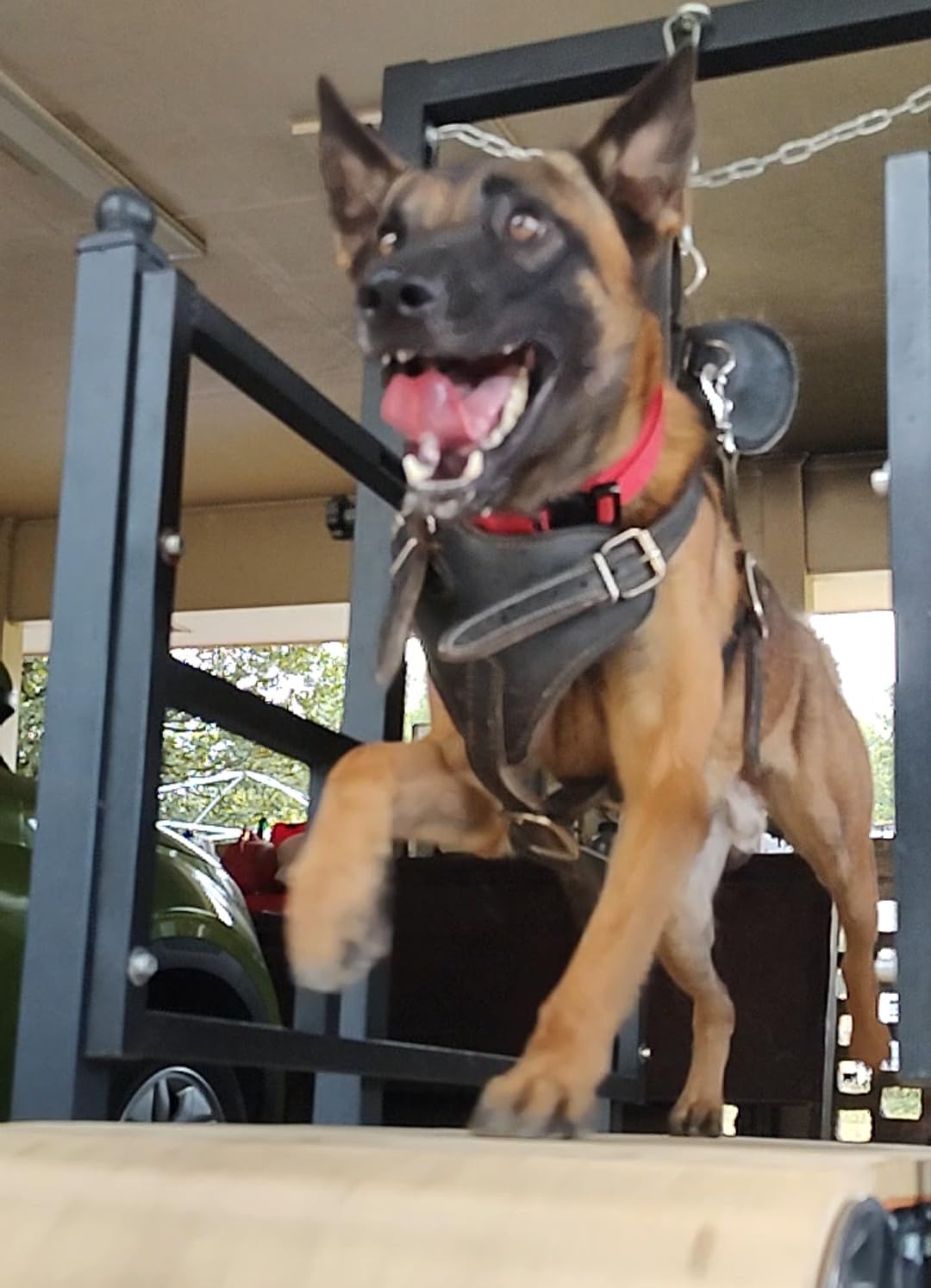 PawPaw's Dog Treadmill for Large Dogs, Medium Dogs with Brake. Dog Slatmill for Healthy & Fit Dog Life, Dog Treadmill for Indoor & Outdoor. Treadmill for Dogs up to 330 lbs customer photo 1
