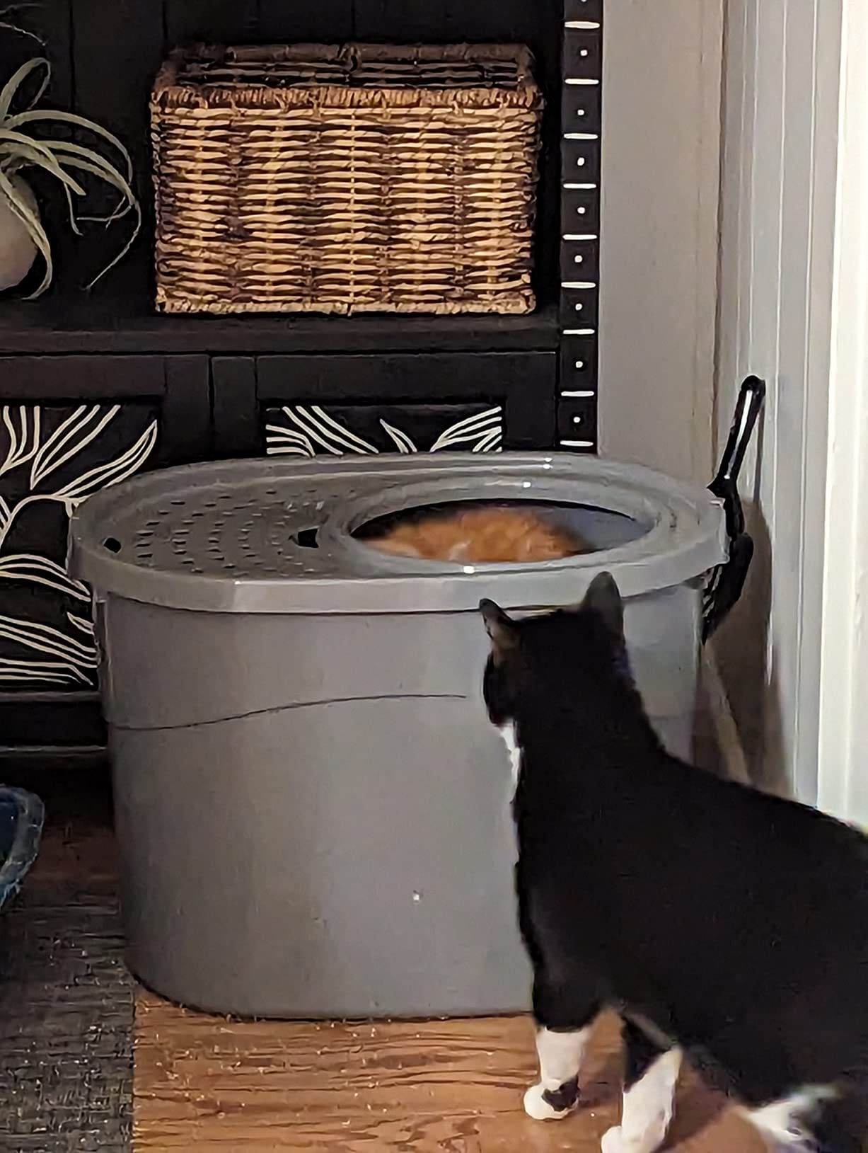 Amazon Basics Large Cat Litter Box with High Sides, Top Entry, Odor Control, Includes Scoop, 20.5 x 14.75 x 14.38 inches, Grey customer photo 2