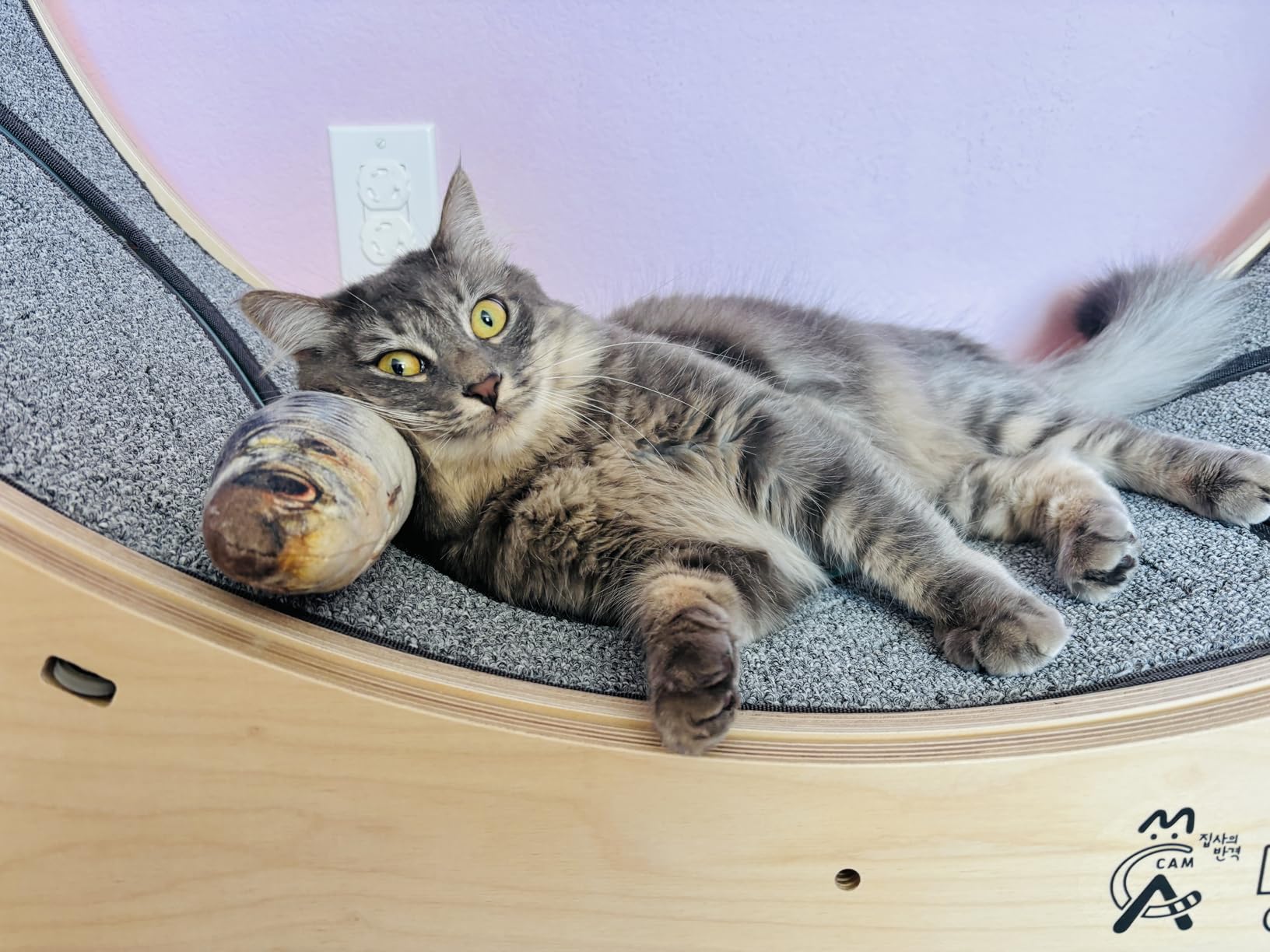 Star Cat Wheel, Cat Treadmill, Exercise Wheel for Running, Spinning, Scratching, and Climbing for Indoor Cats, Premium Birch Wood, Eco-Friendly, Moving Fish, Wide Running Track, 41.7 inch L Size customer photo 2