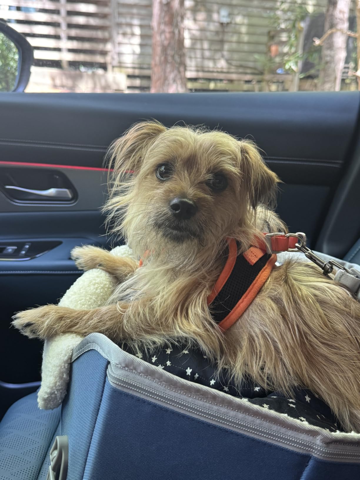 PETSFIT Dog Car Seats for Small Dogs - Patented Safety Buckles - Safety Tether - Foldable Travel Dog Booster Car Seat Reduces Anxiety & Road Trips - Stable Frame, Soft Cushion, Fits Front/Back Seat customer photo 1