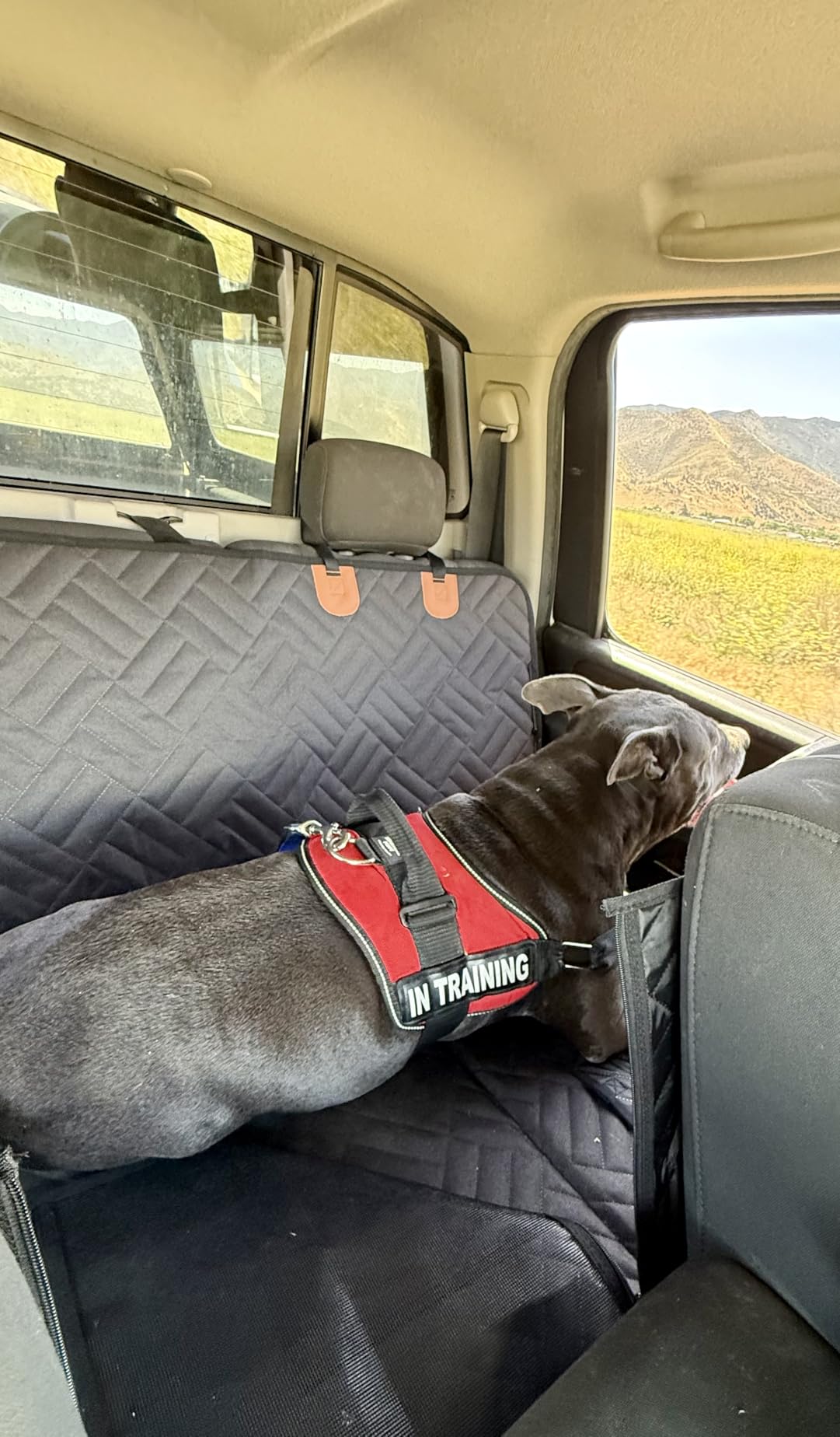 YJGF Back Seat Extender,Dog Seat Cover for Back Seat,Hard Bottom Car Seat Cover for Dogs,Dog Hammock for Car,Back Seat Pet Cover for Dogs(Black,for Car/SUV/Small Truck) customer photo 2